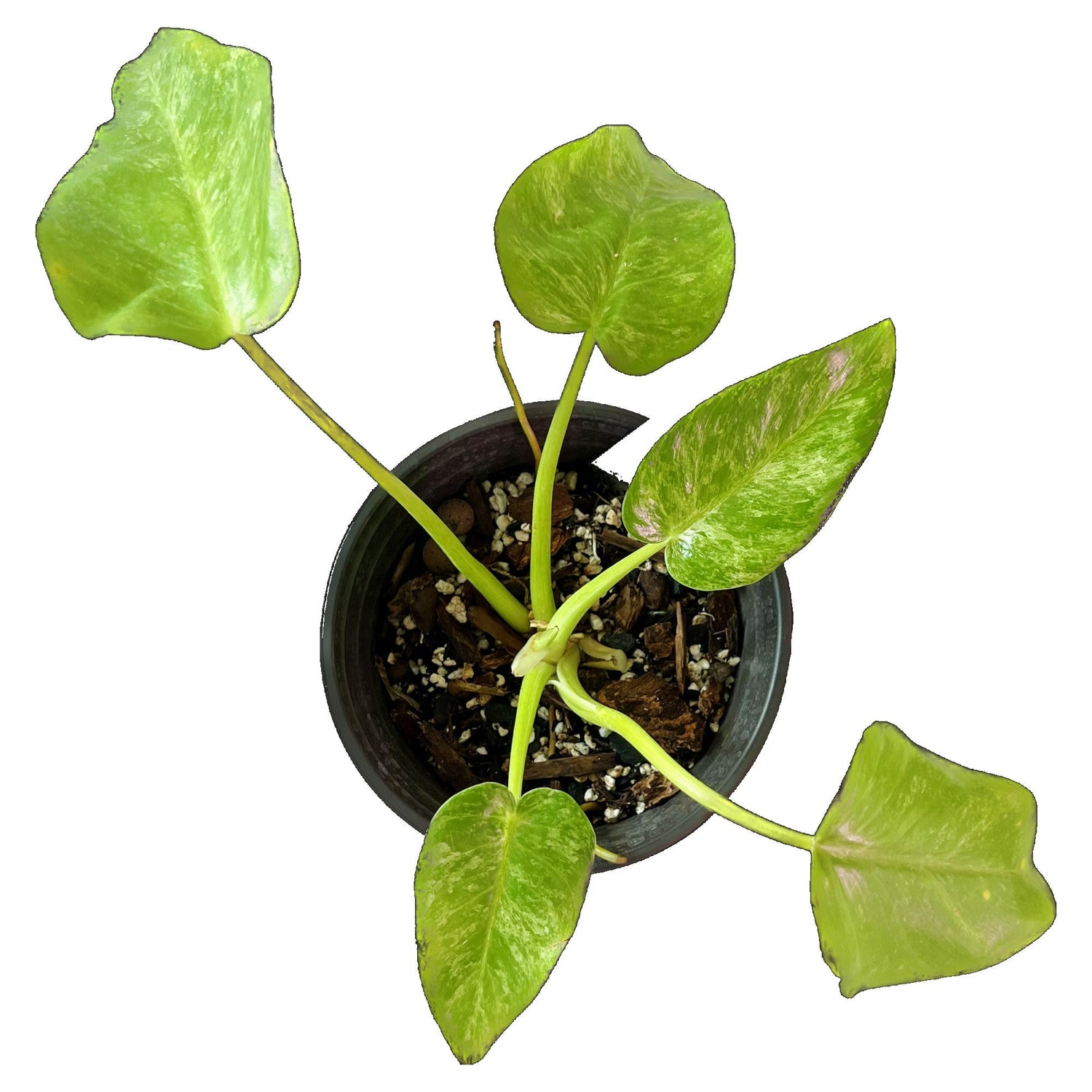 Philodendron Giganteum Marble in 6" pot