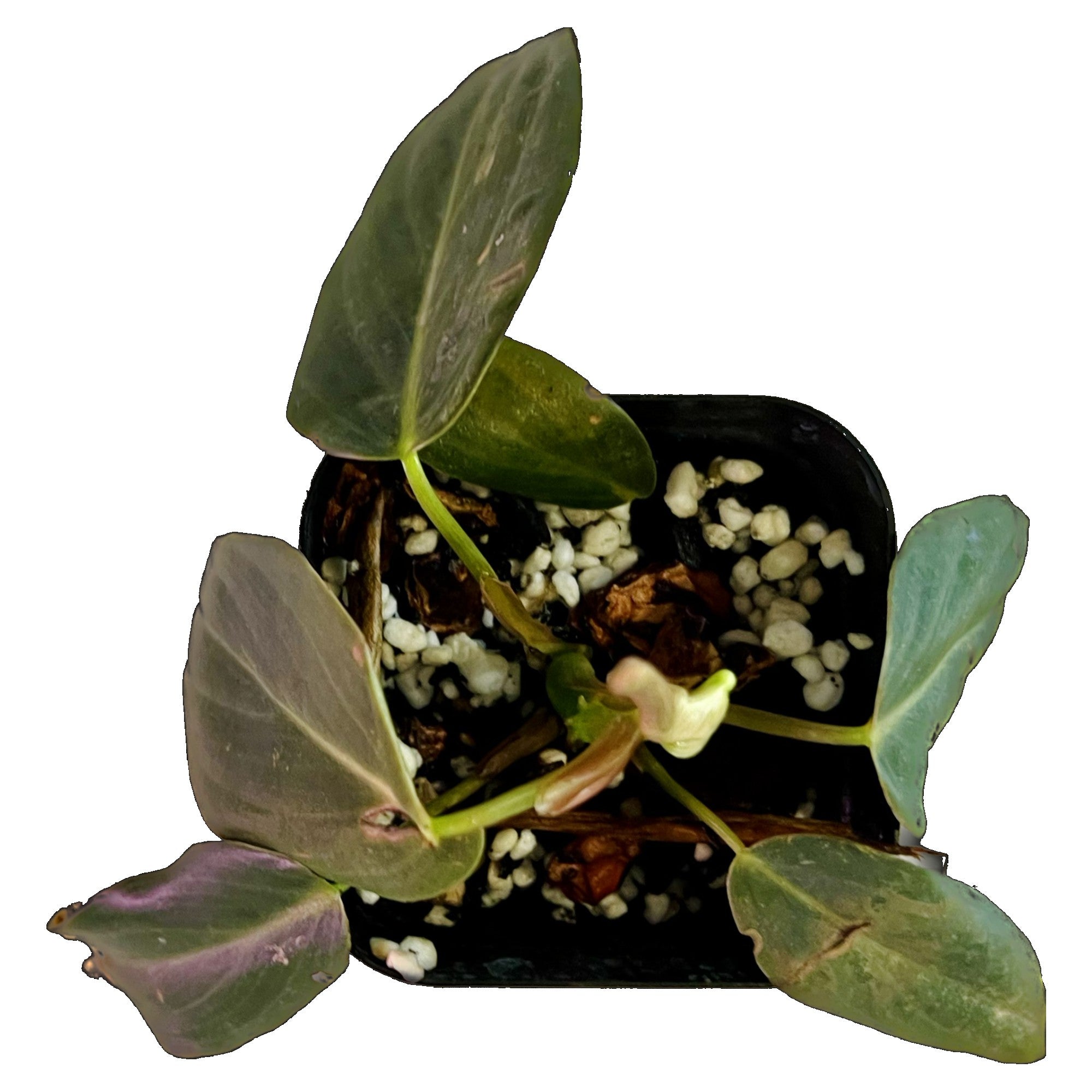 Philodendron Gigas in 2" pot