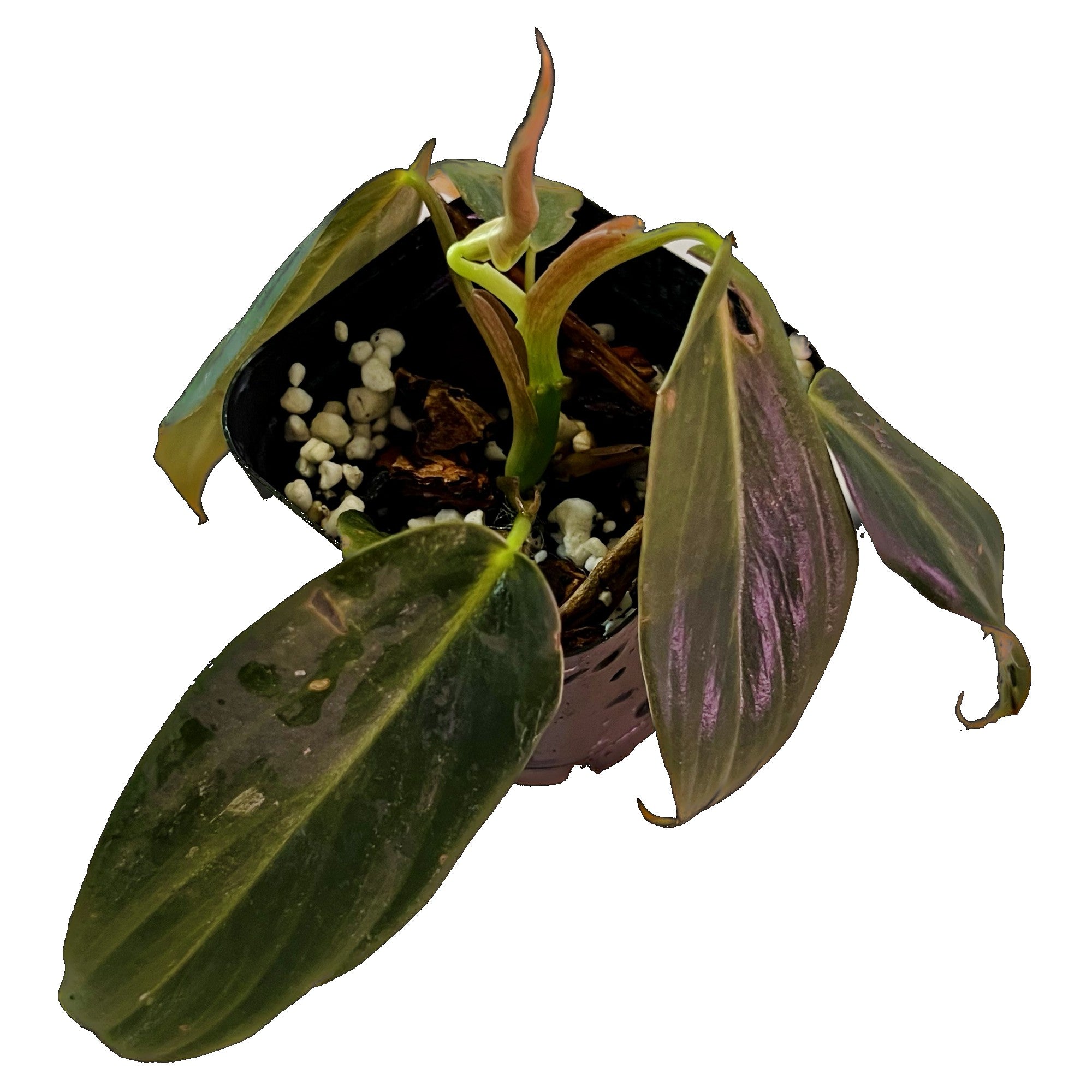 Philodendron Gigas in 2" pot