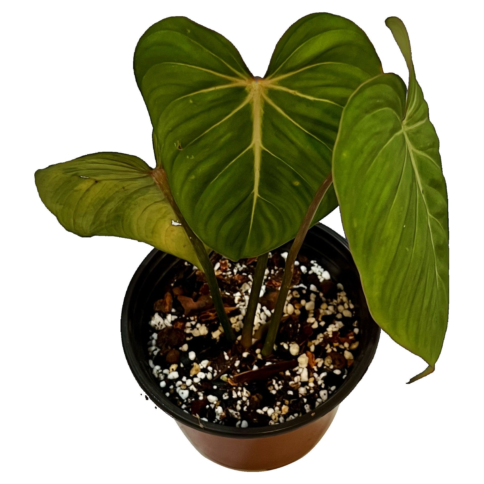 Philodendron Gloriosum in 6" pot