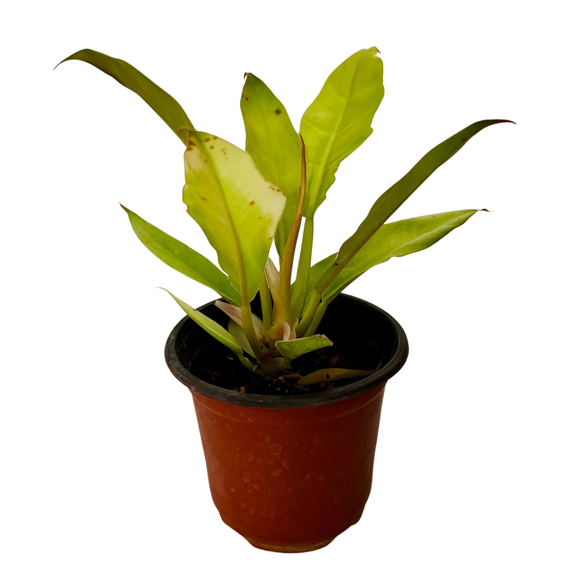 Philodendron Golden Ring of Fire in 4" pot