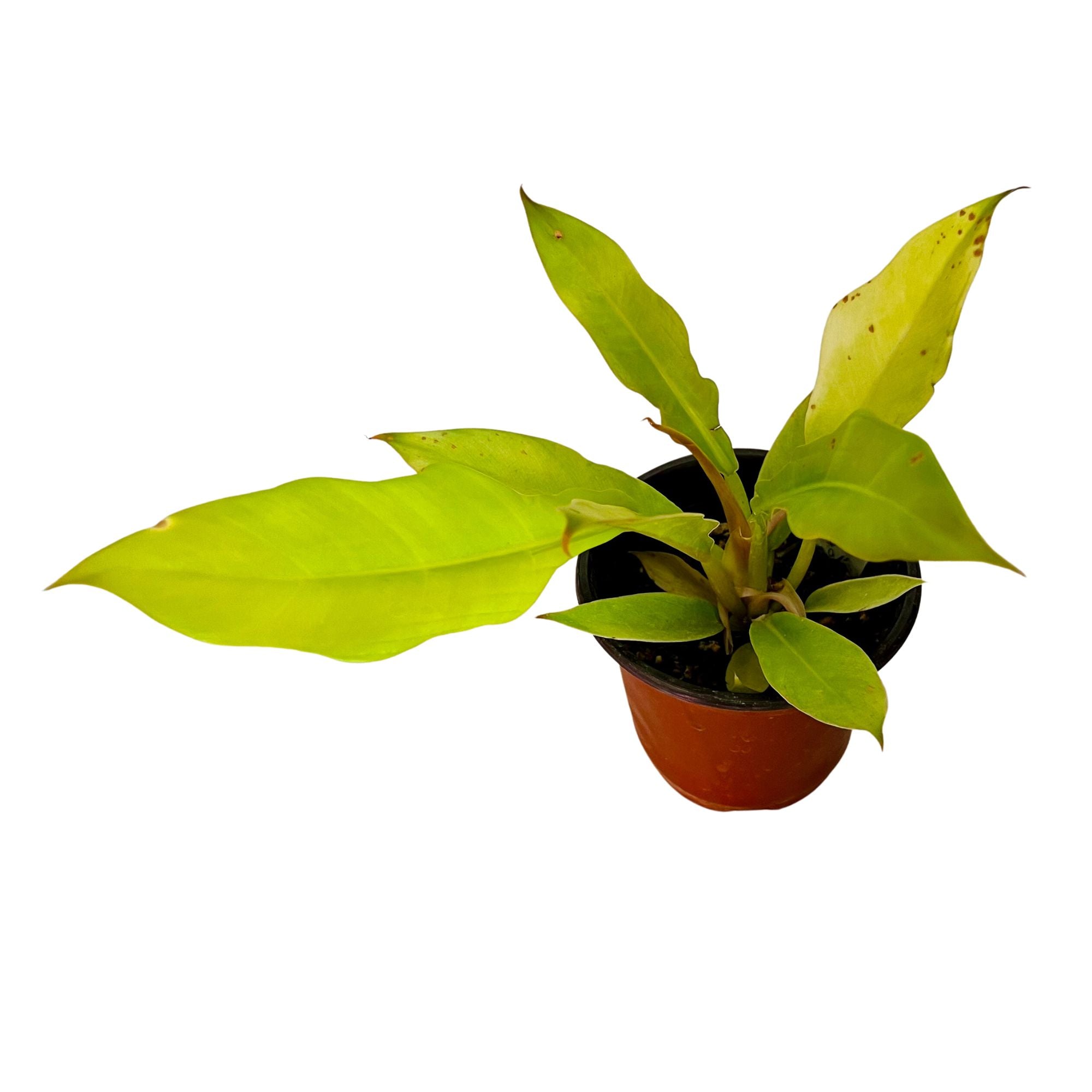Philodendron Golden Ring of Fire in 4" pot