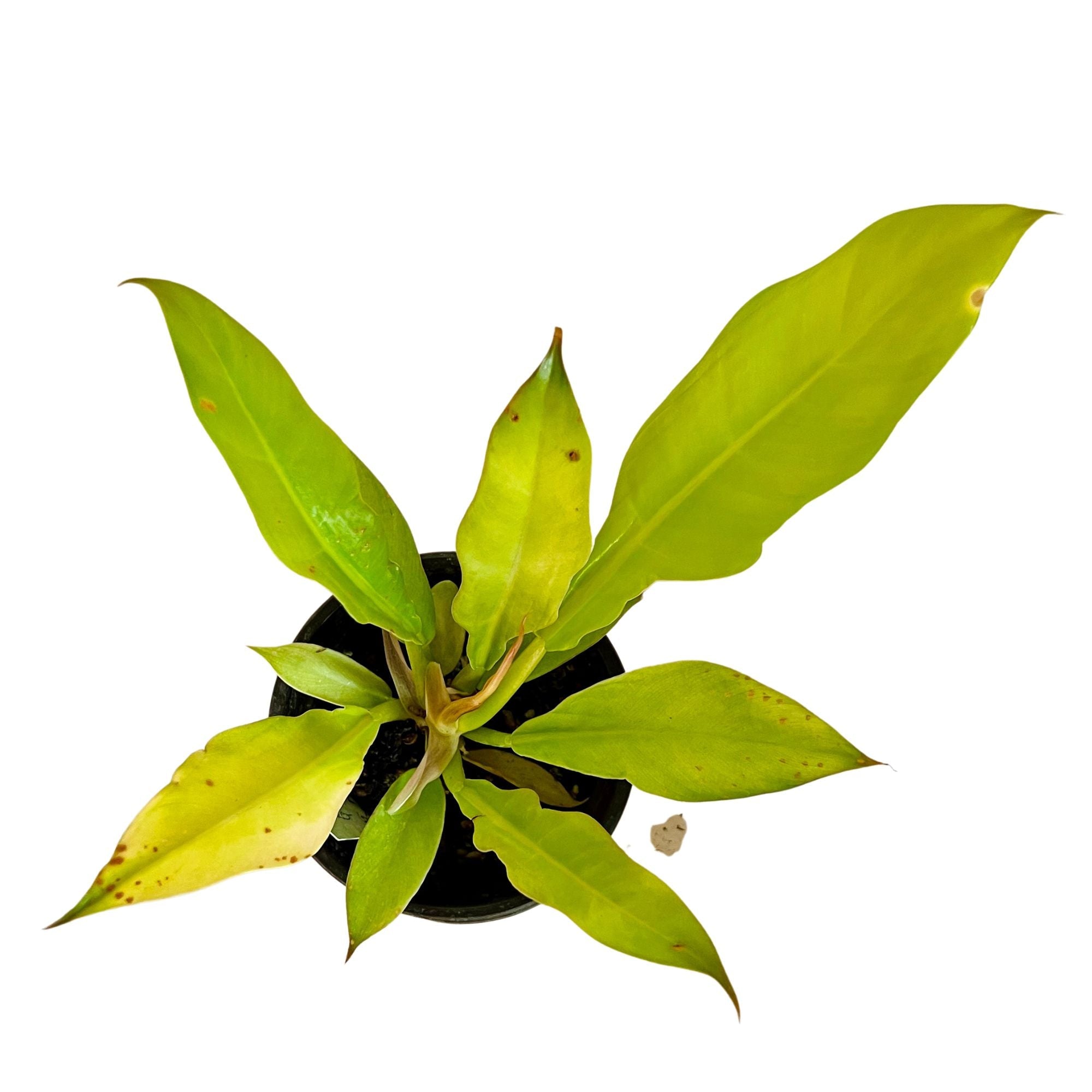 Philodendron Golden Ring of Fire in 4" pot