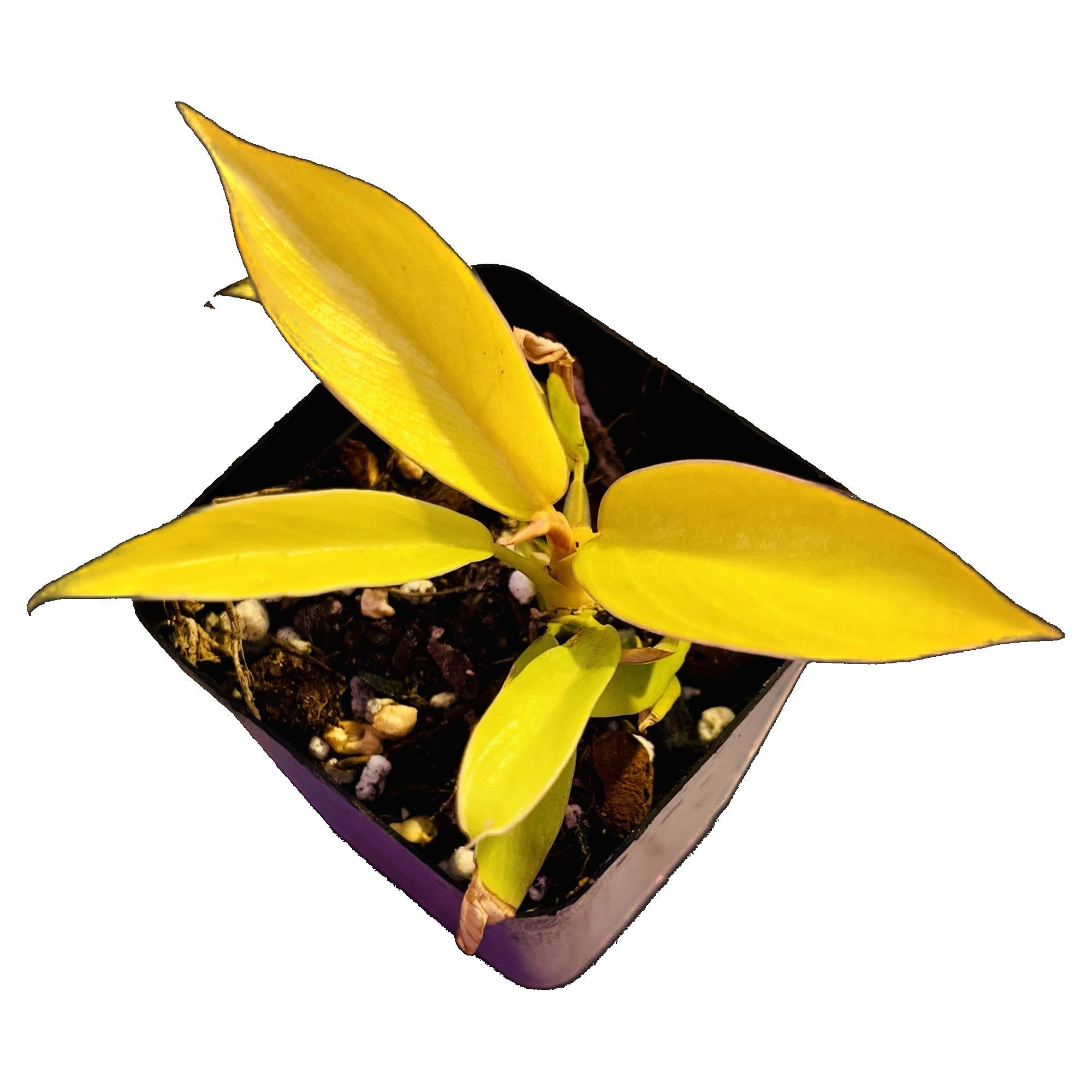 Philodendron Golden Ring of Fire in 2" pot