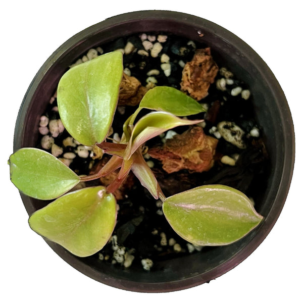 Filodendro Joepii - Pequeño Filodendro Joepii - Pequeño