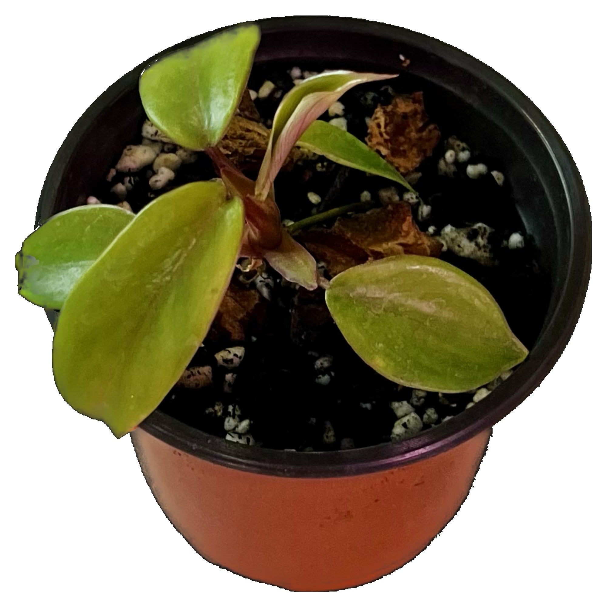 Philodendron Joepii in 4" pot