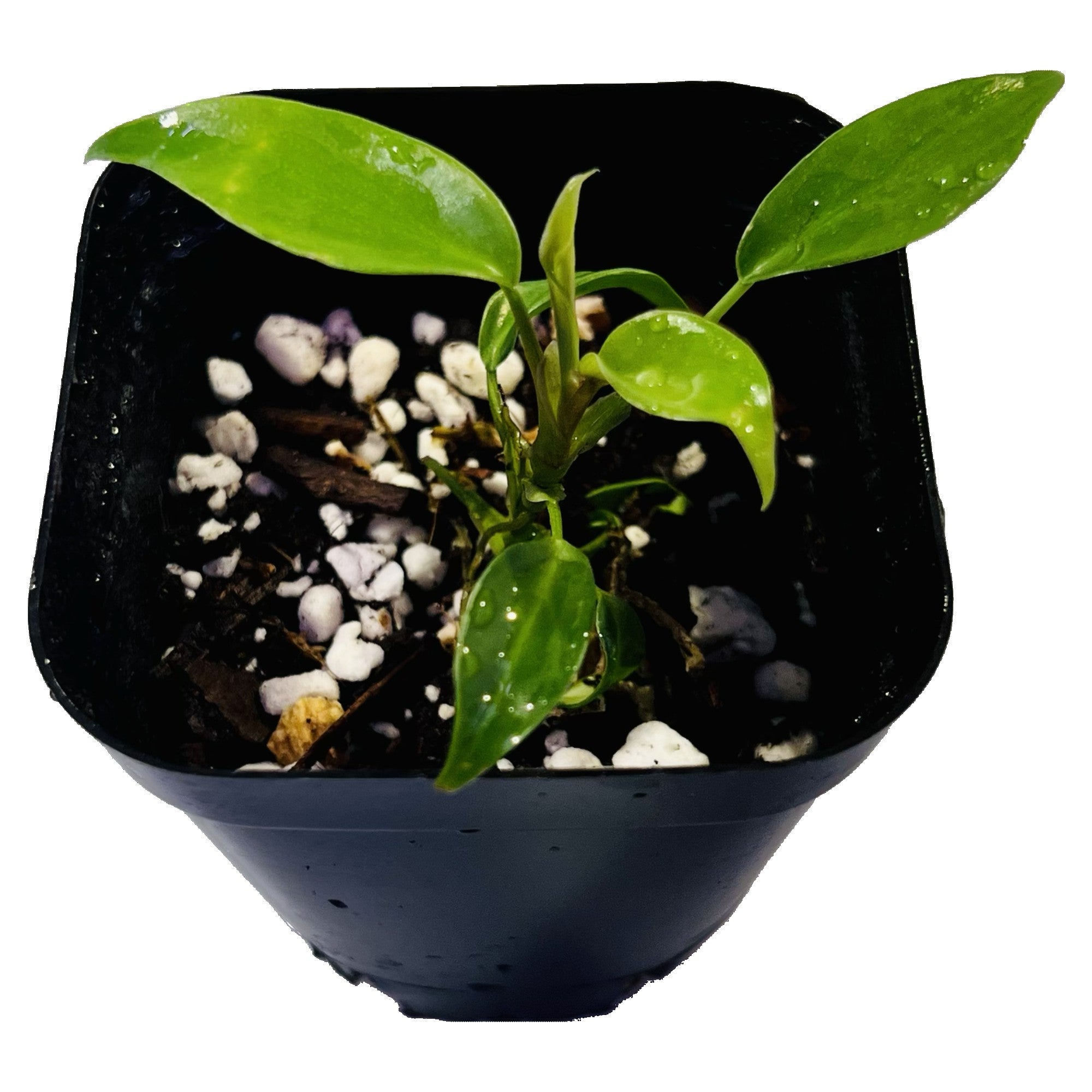 Philodendron Joepii in 2" pot
