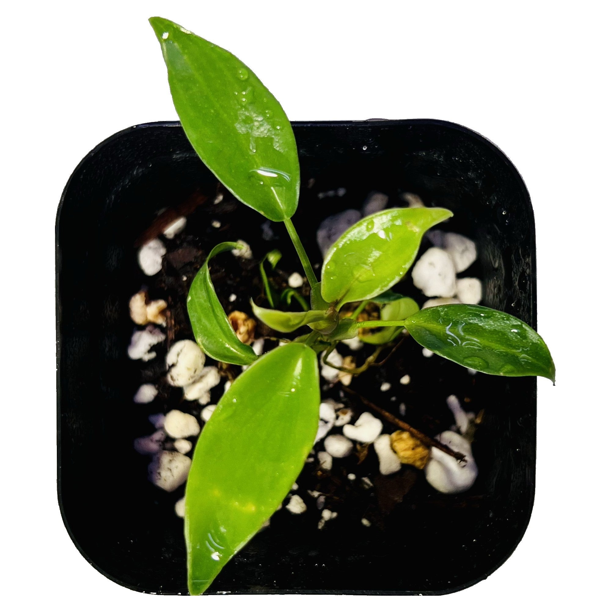 Philodendron Joepii in 2" pot