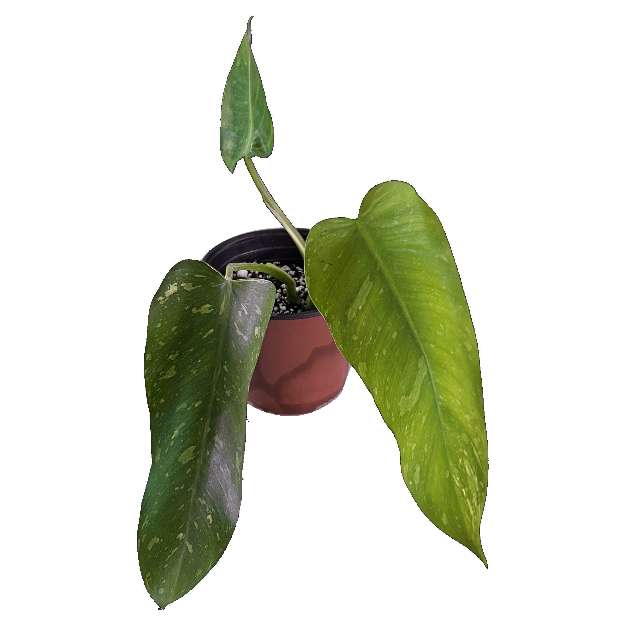 Philodendron Jose Buono in 6" pot