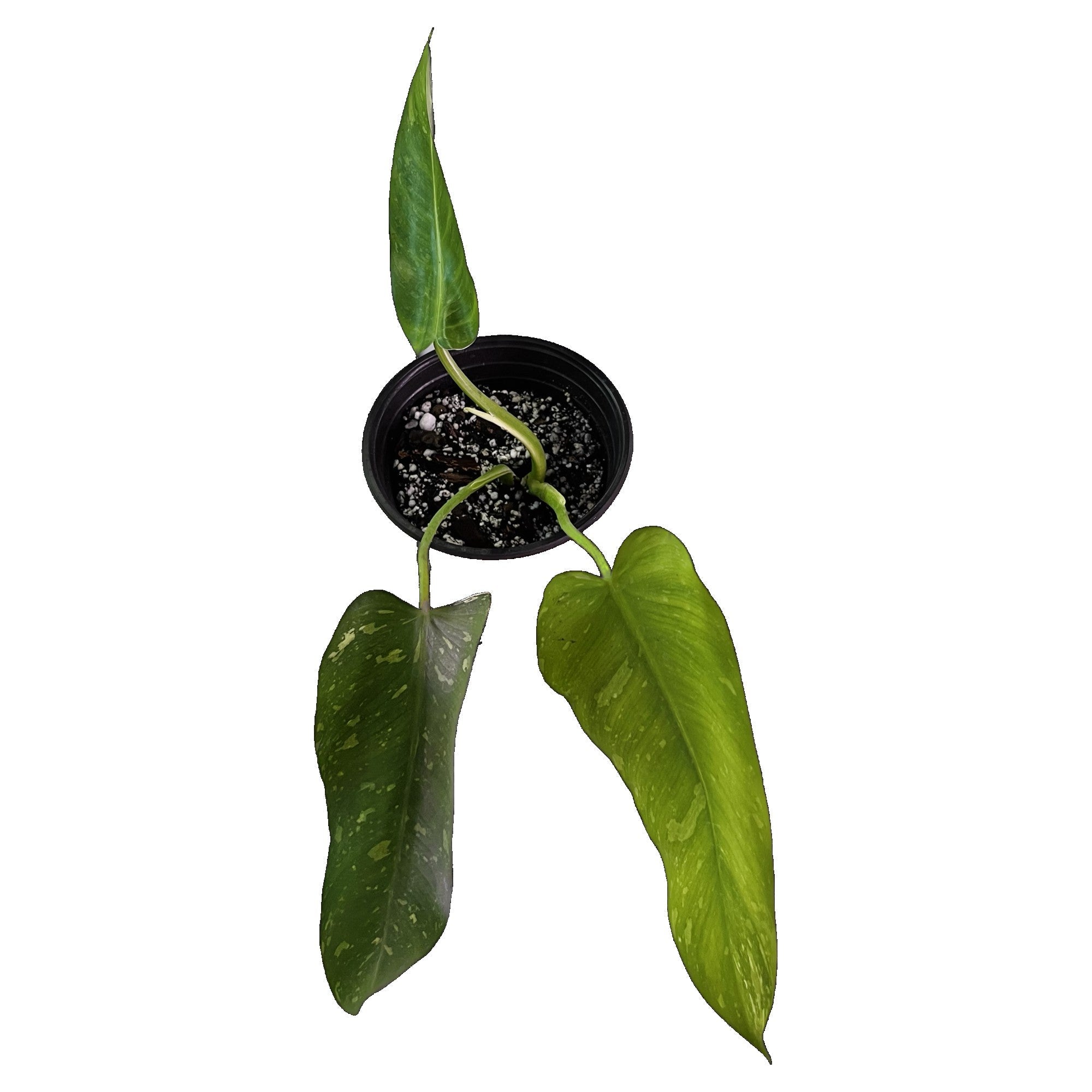 Philodendron Jose Buono in 6" pot