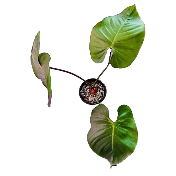 Filodendro Lynamii - Grande Filodendro Lynamii - Grande