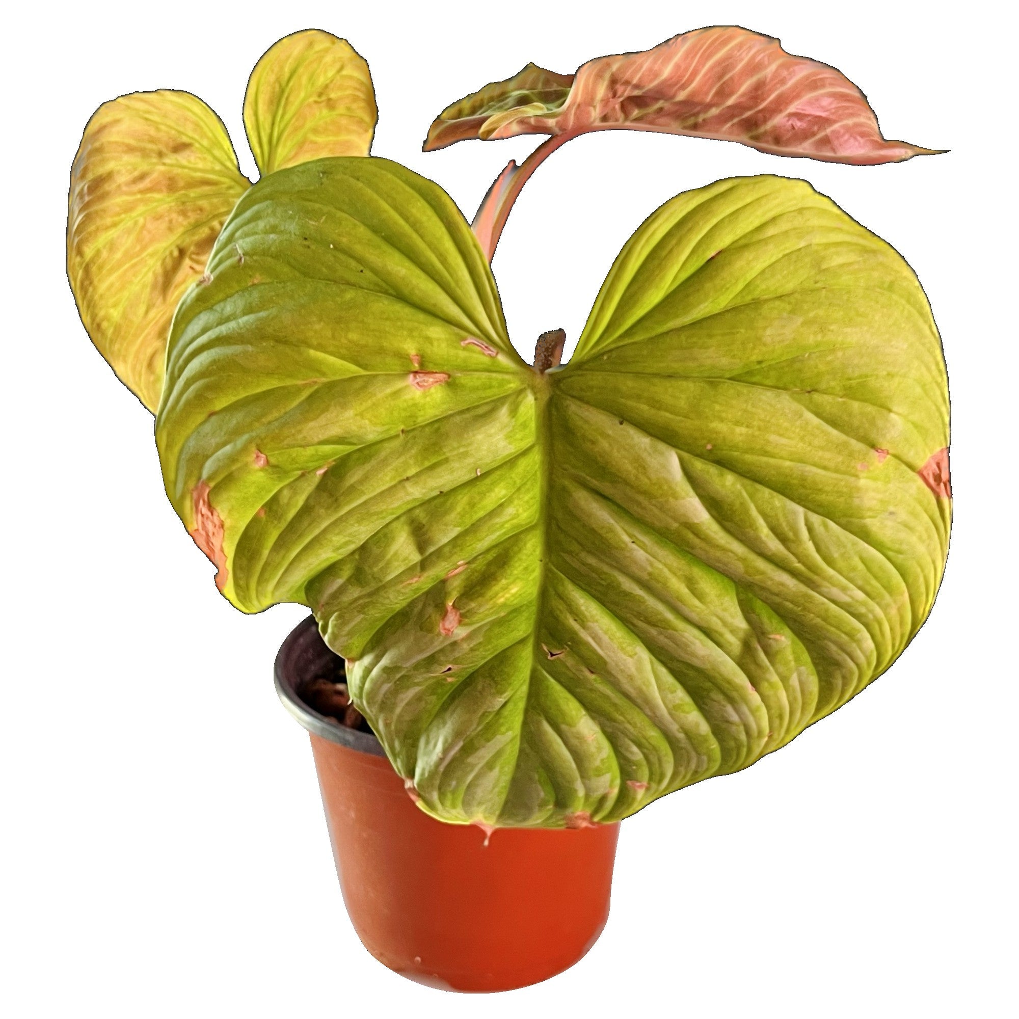 Philodendron Majestic in 6" pot