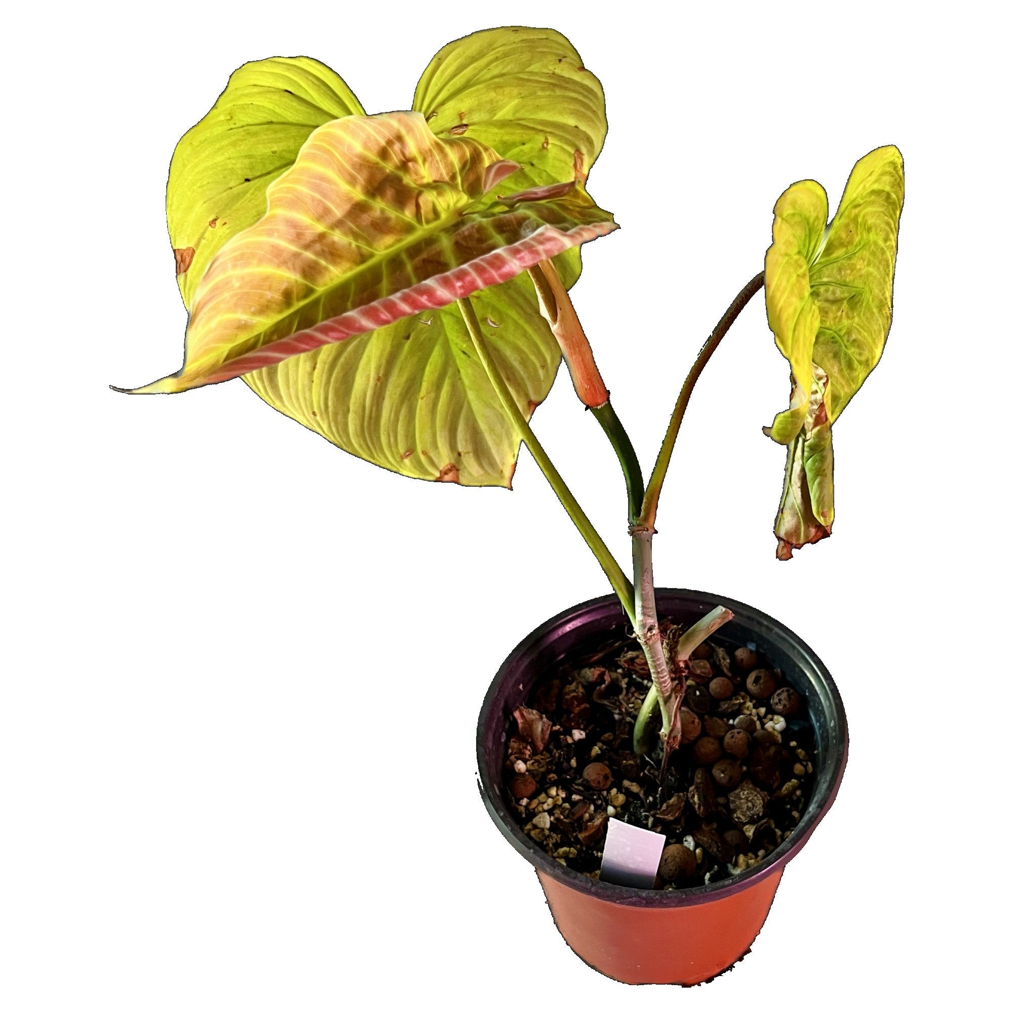 Philodendron Majestic in 6" pot