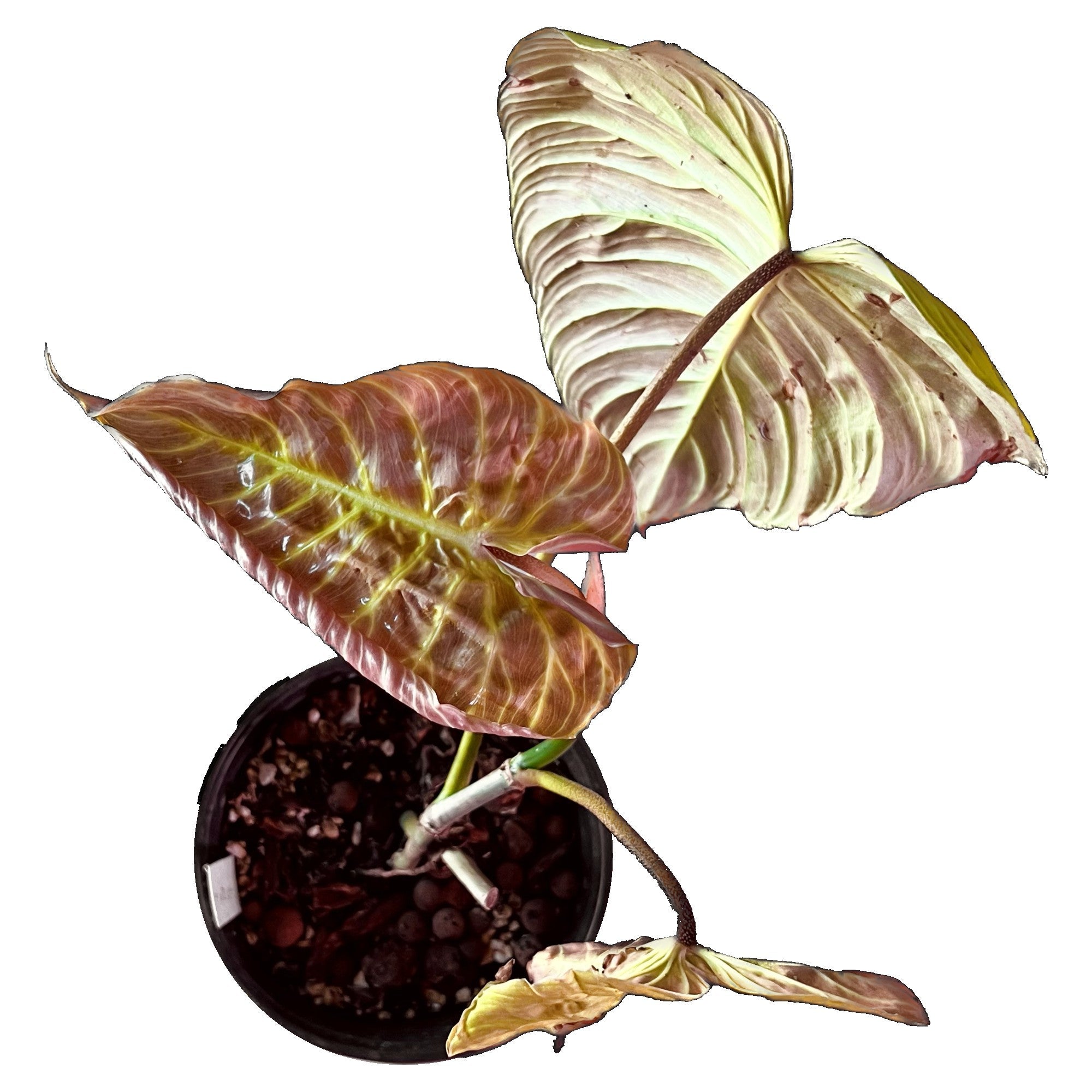 Philodendron Majestic in 6" pot
