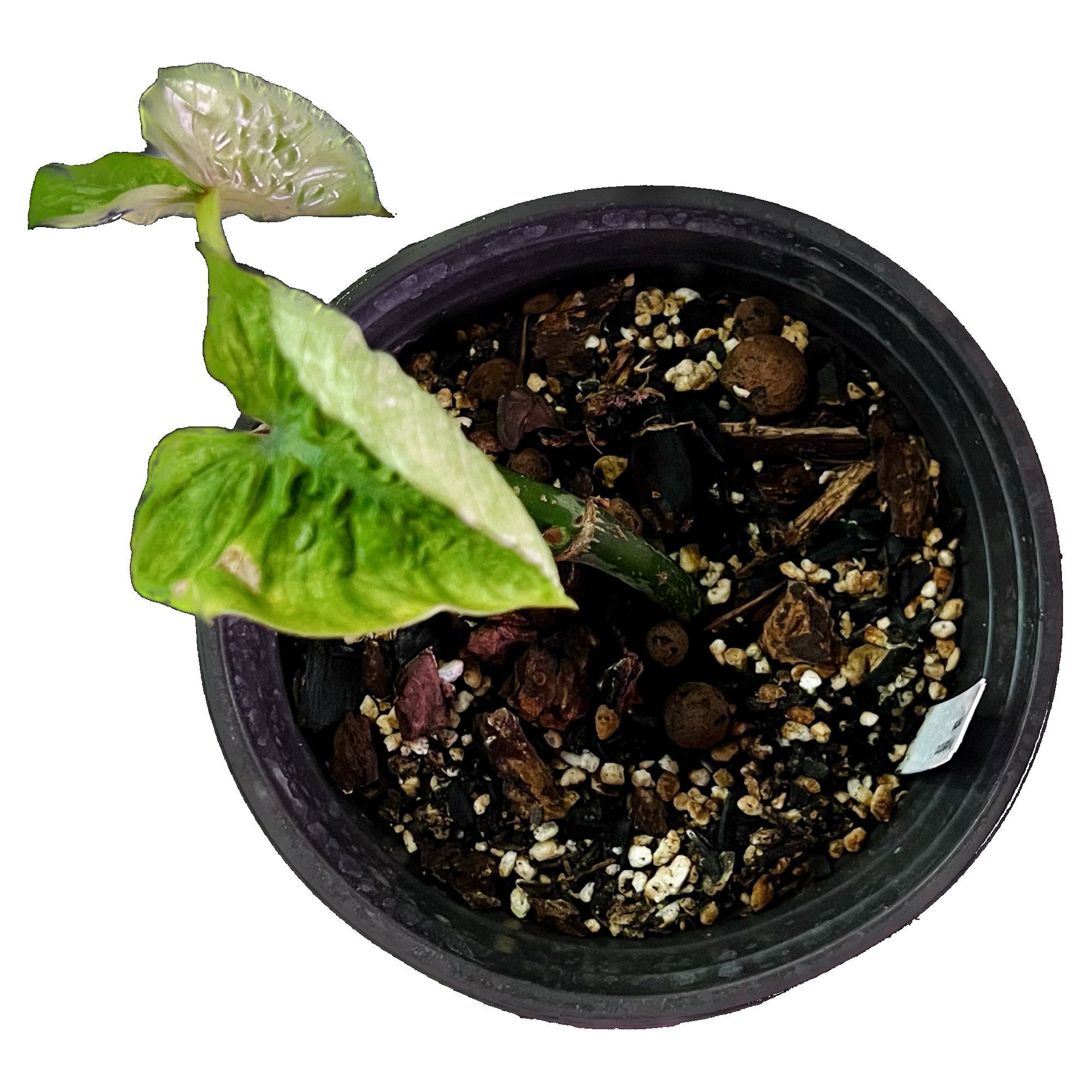 Philodendron Mamei in 6" pot
