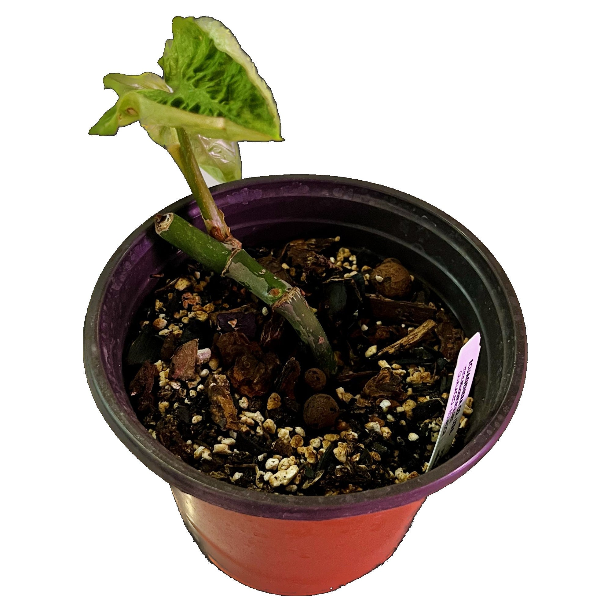 Philodendron Mamei in 6" pot