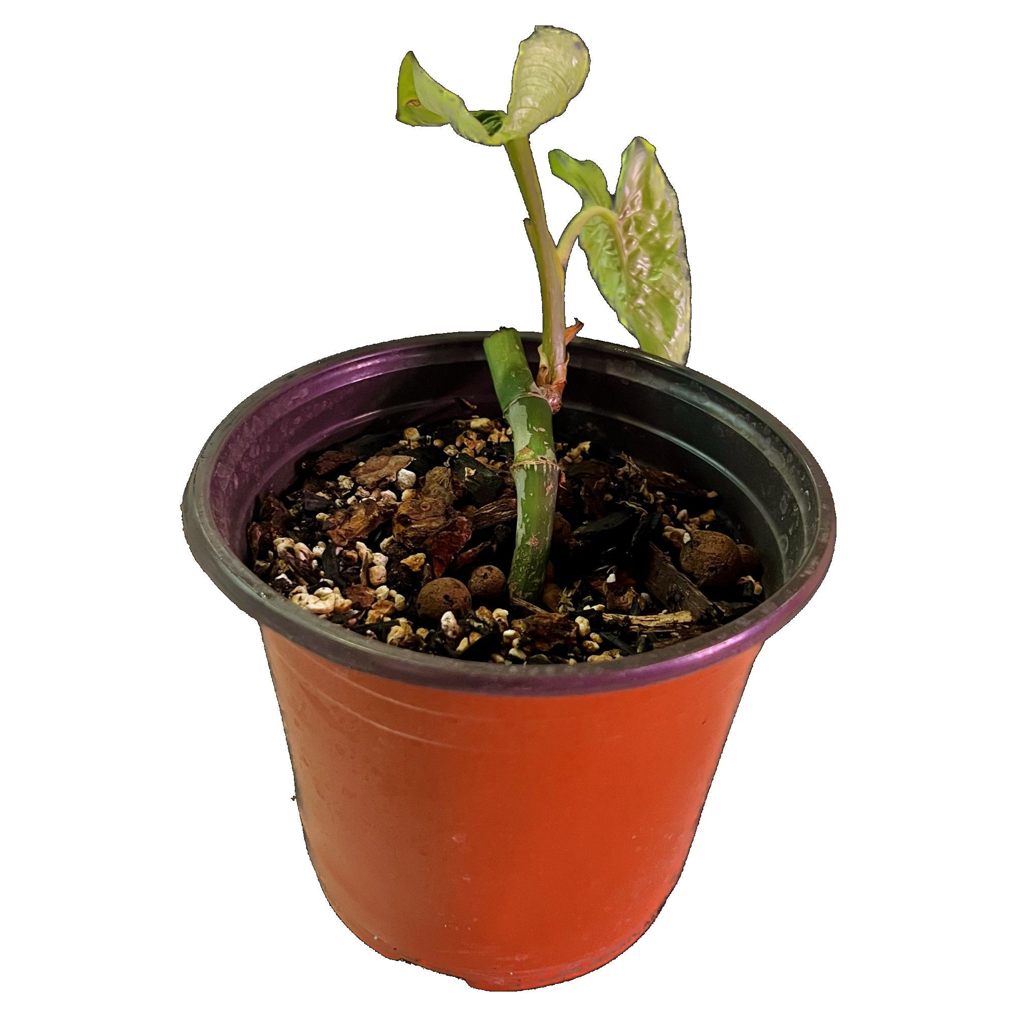 Philodendron Mamei in 6" pot
