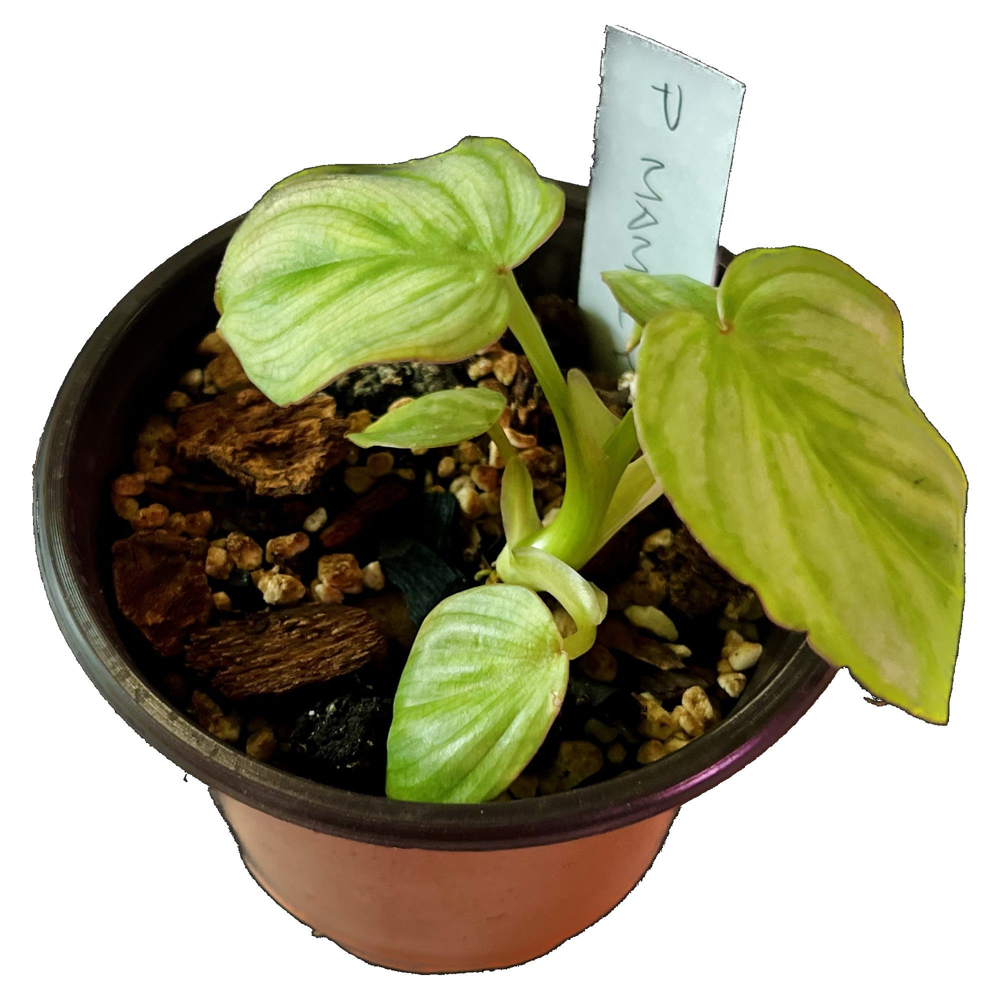 Philodendron Mamei in 4" pot