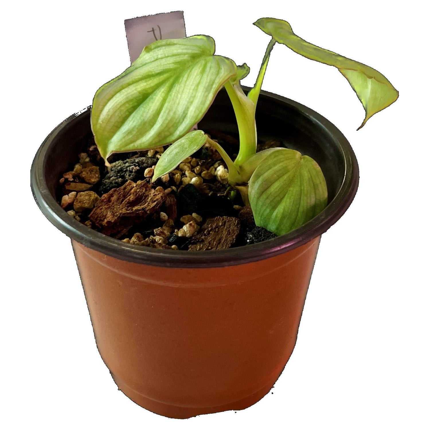 Philodendron Mamei in 4" pot