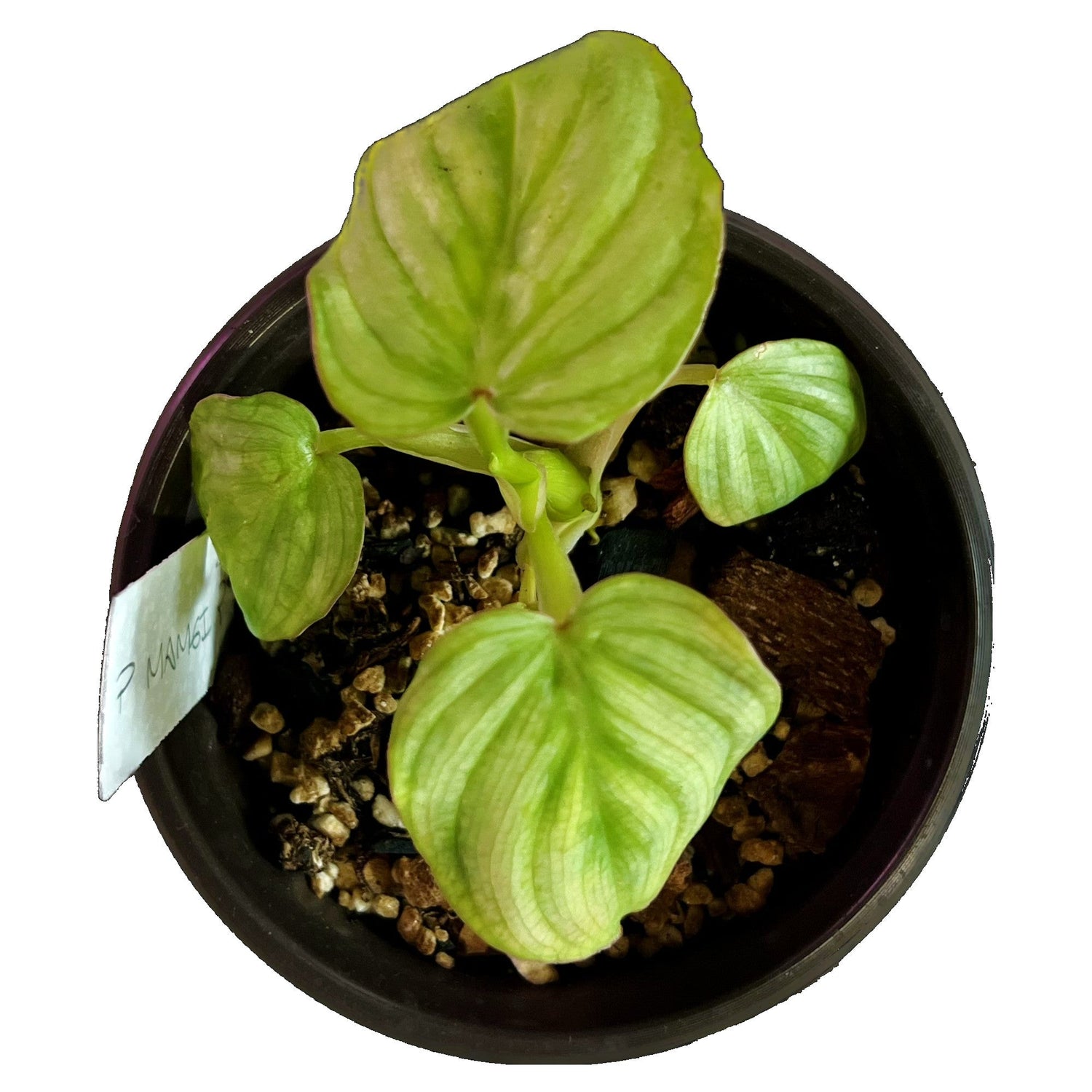 Philodendron Mamei in 4" pot