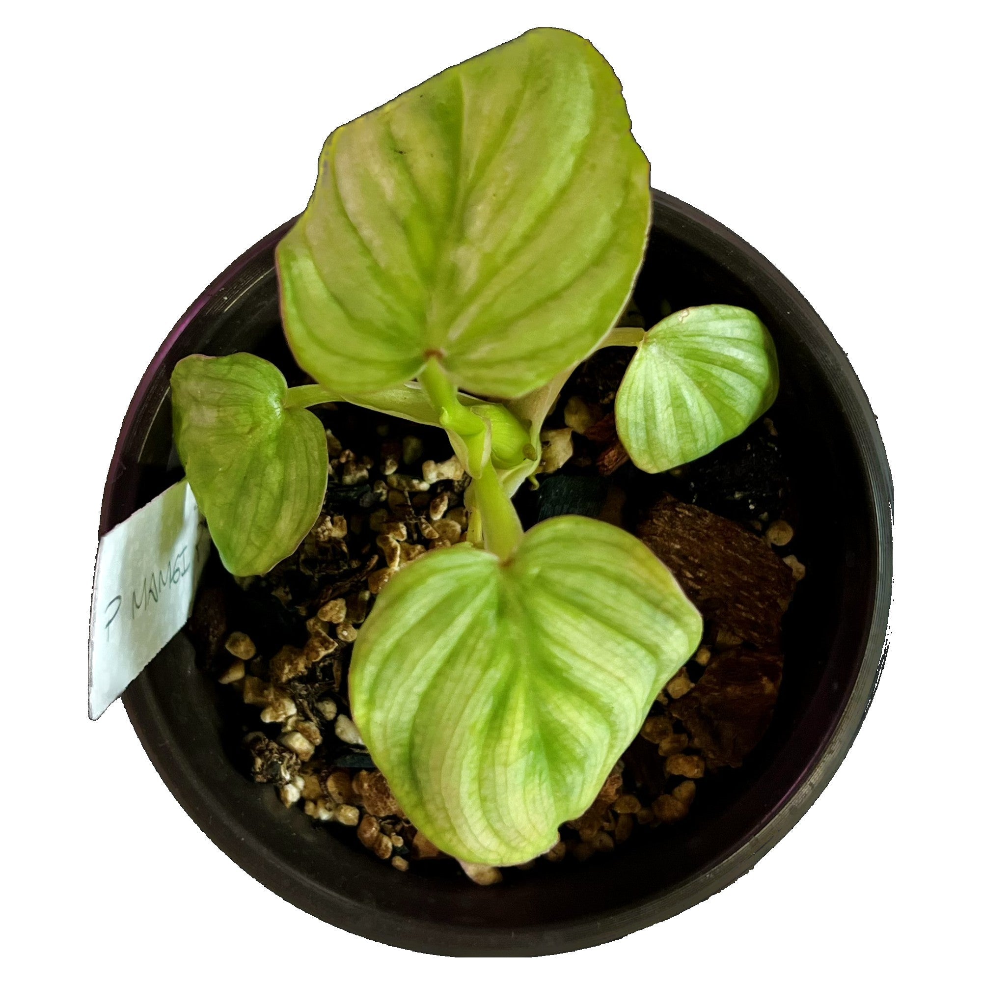 Philodendron Mamei in 4" pot