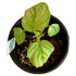Philodendron Mamei in 4" pot