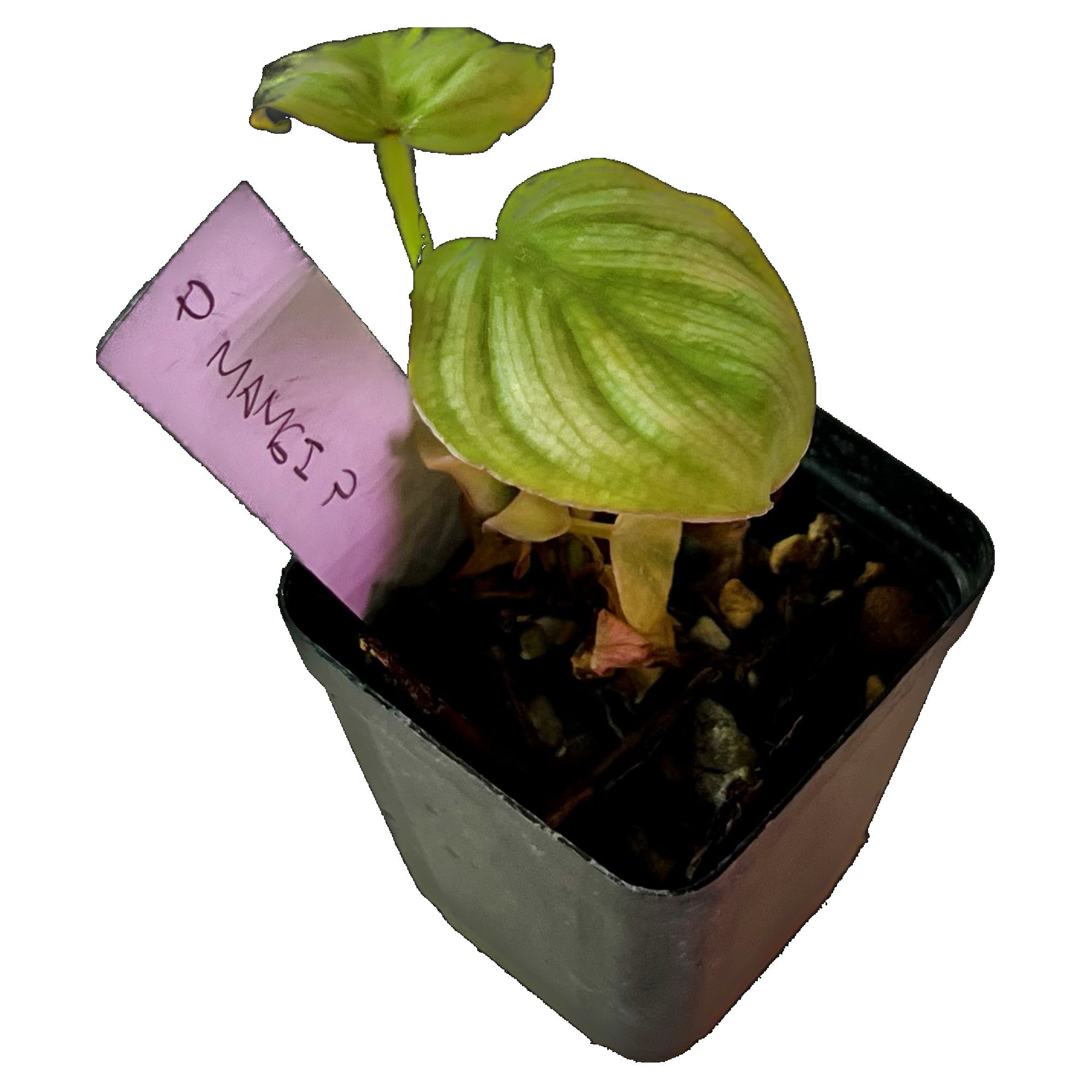 Philodendron Mamei in 2" pot