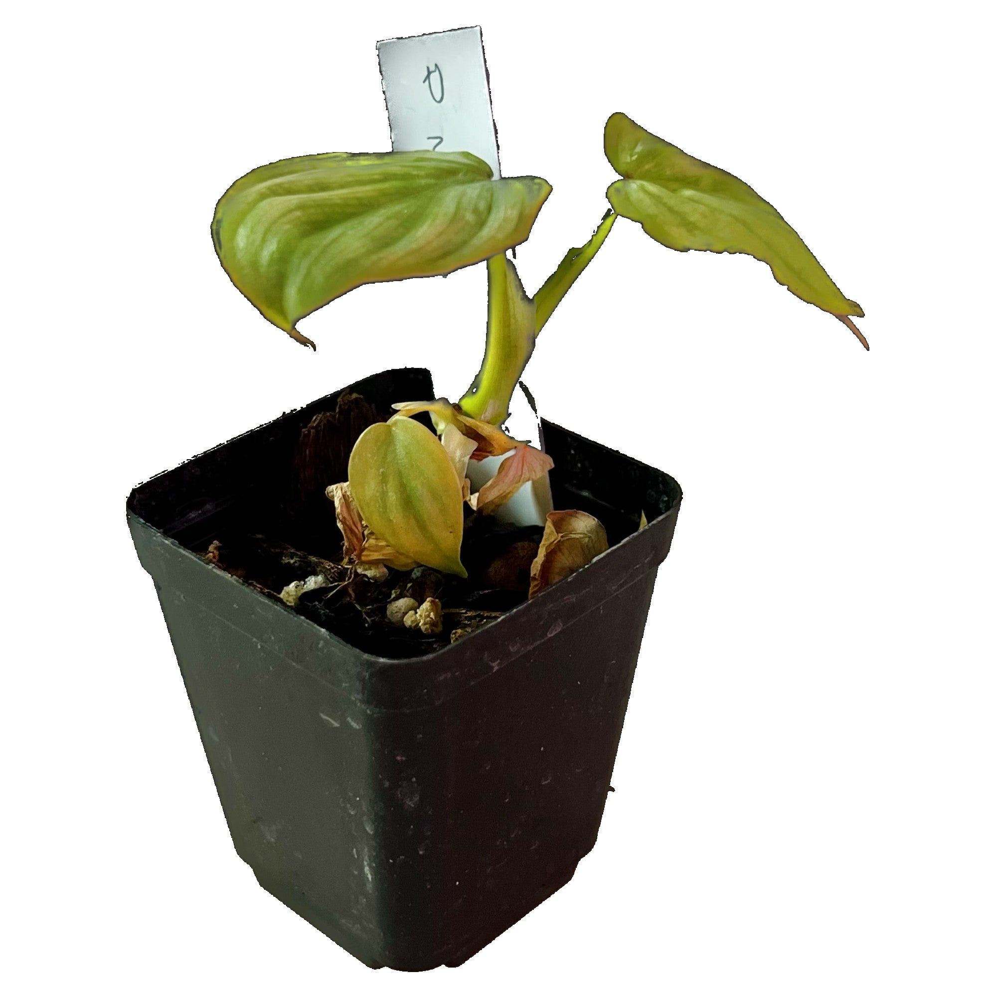 Philodendron Mamei in 2" pot