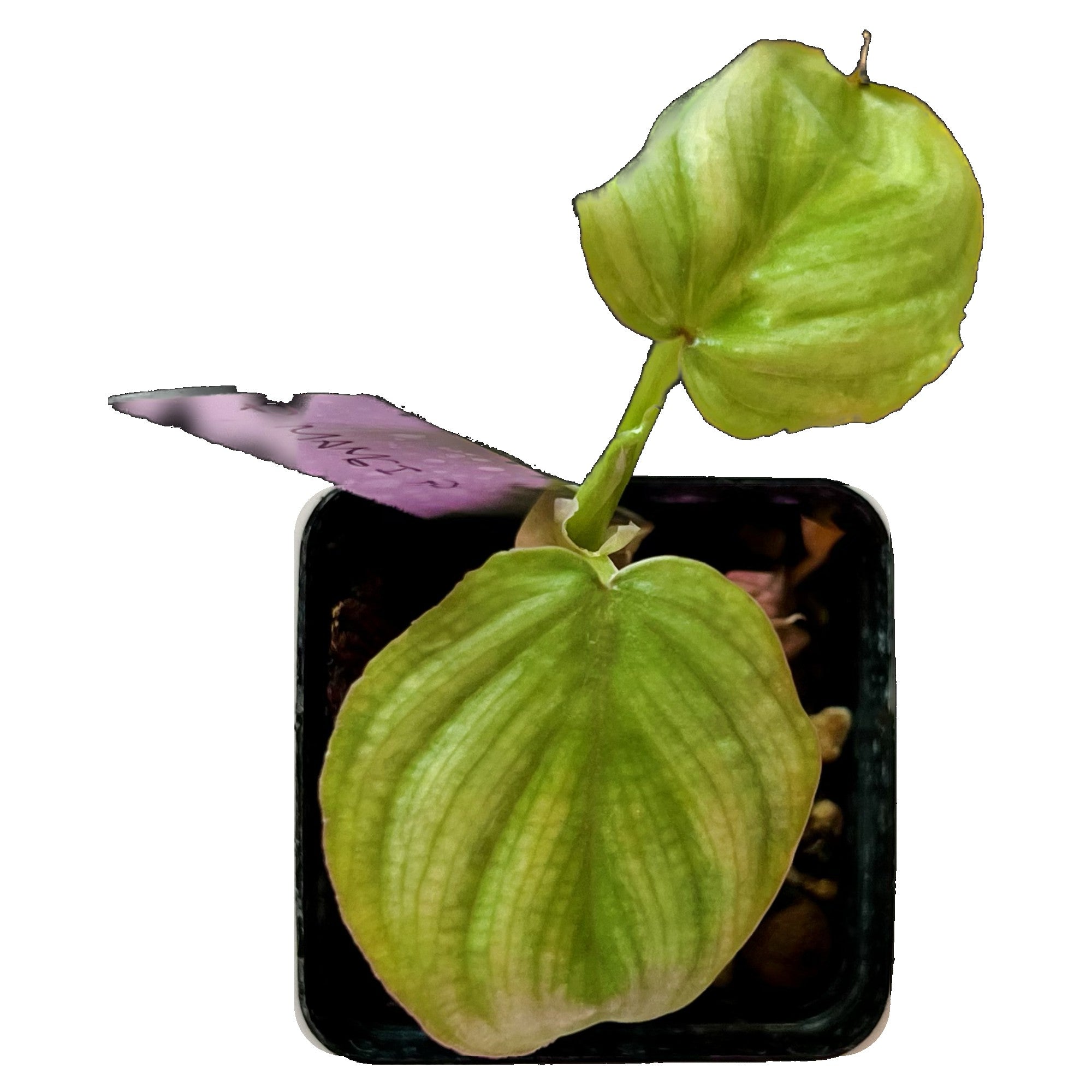 Philodendron Mamei in 2" pot