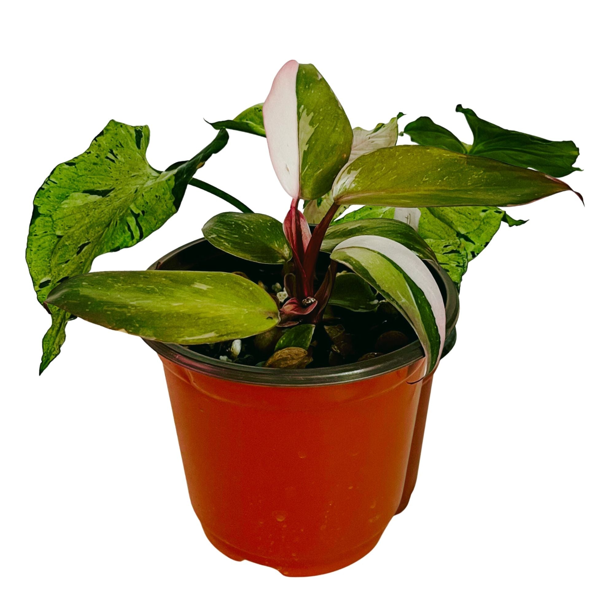 Philodendron Marble Pink Princess in 4" pot