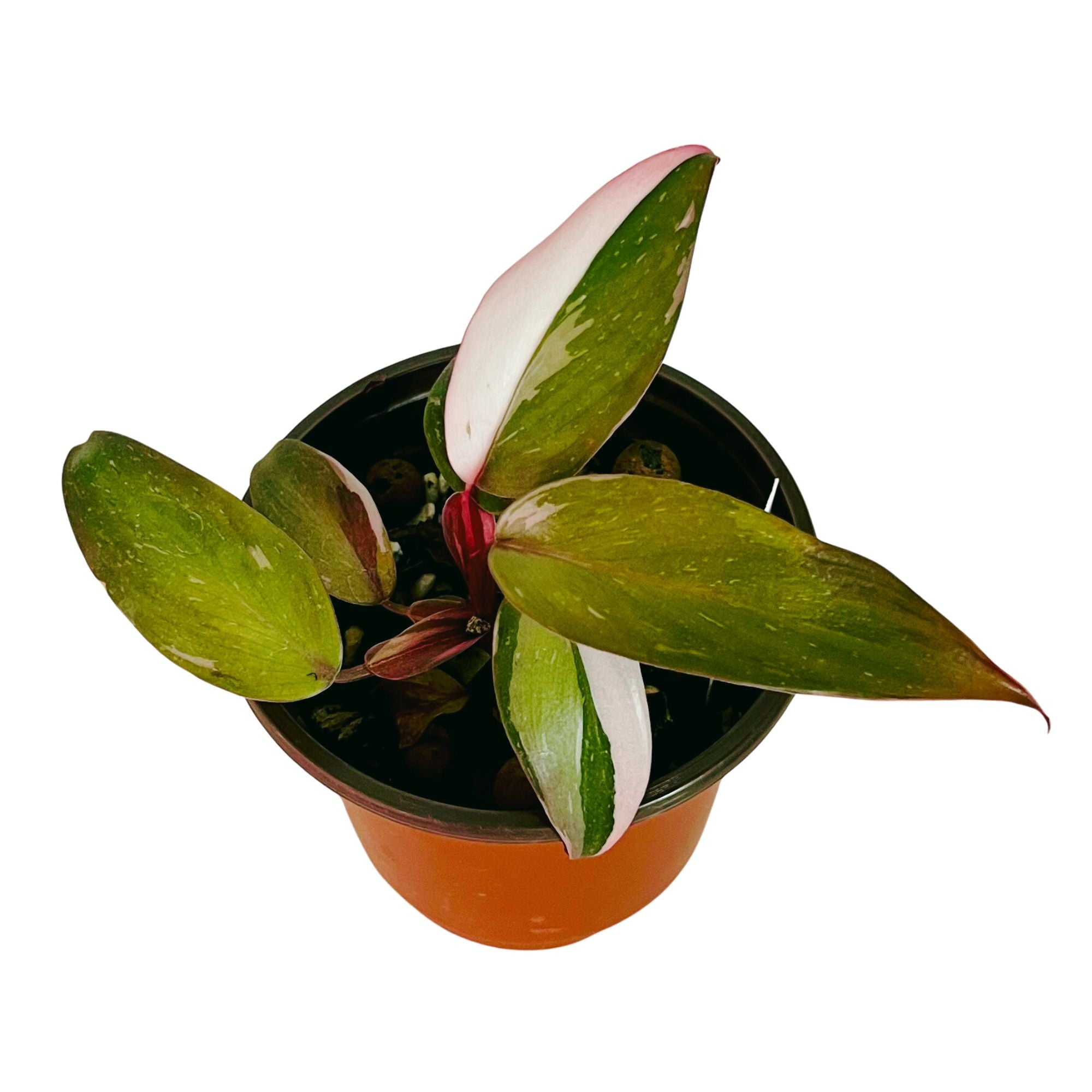 Philodendron Marble Pink Princess in 4" pot