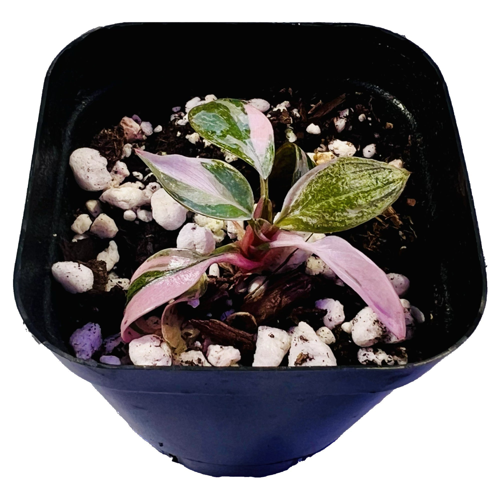 Philodendron Marble Pink Princess in 2" pot