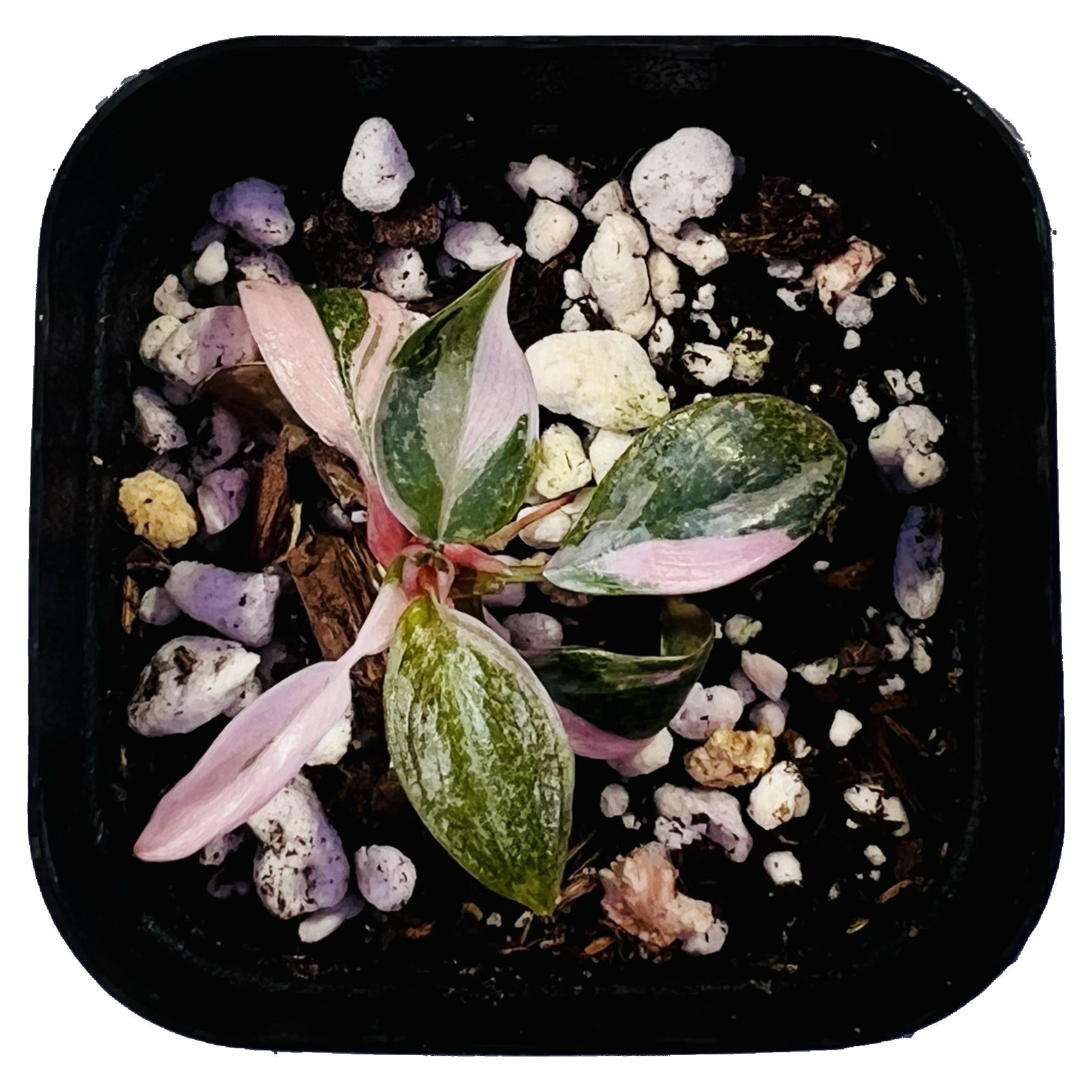 Philodendron Marble Pink Princess in 2" pot