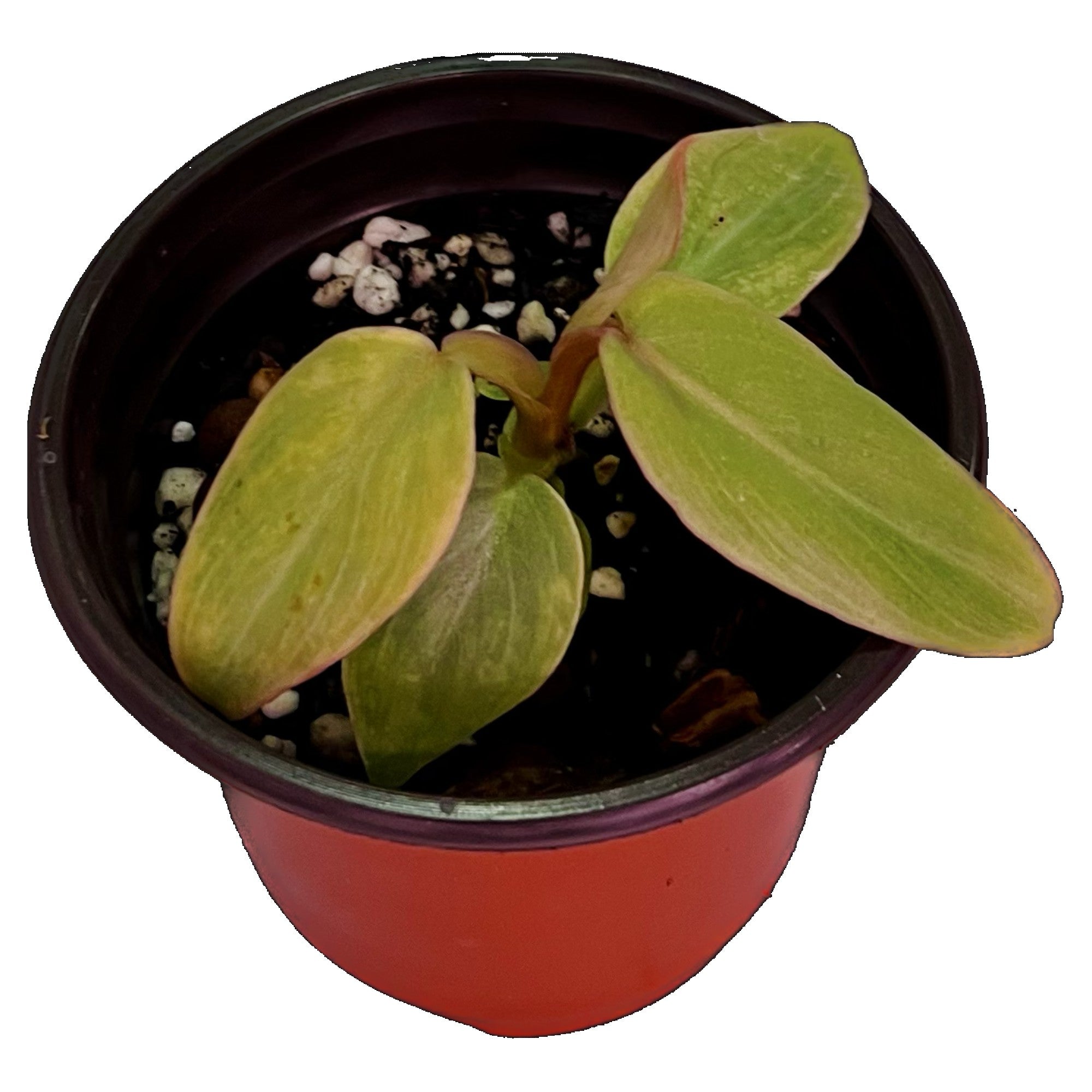 Philodendron Maximum in 4" pot