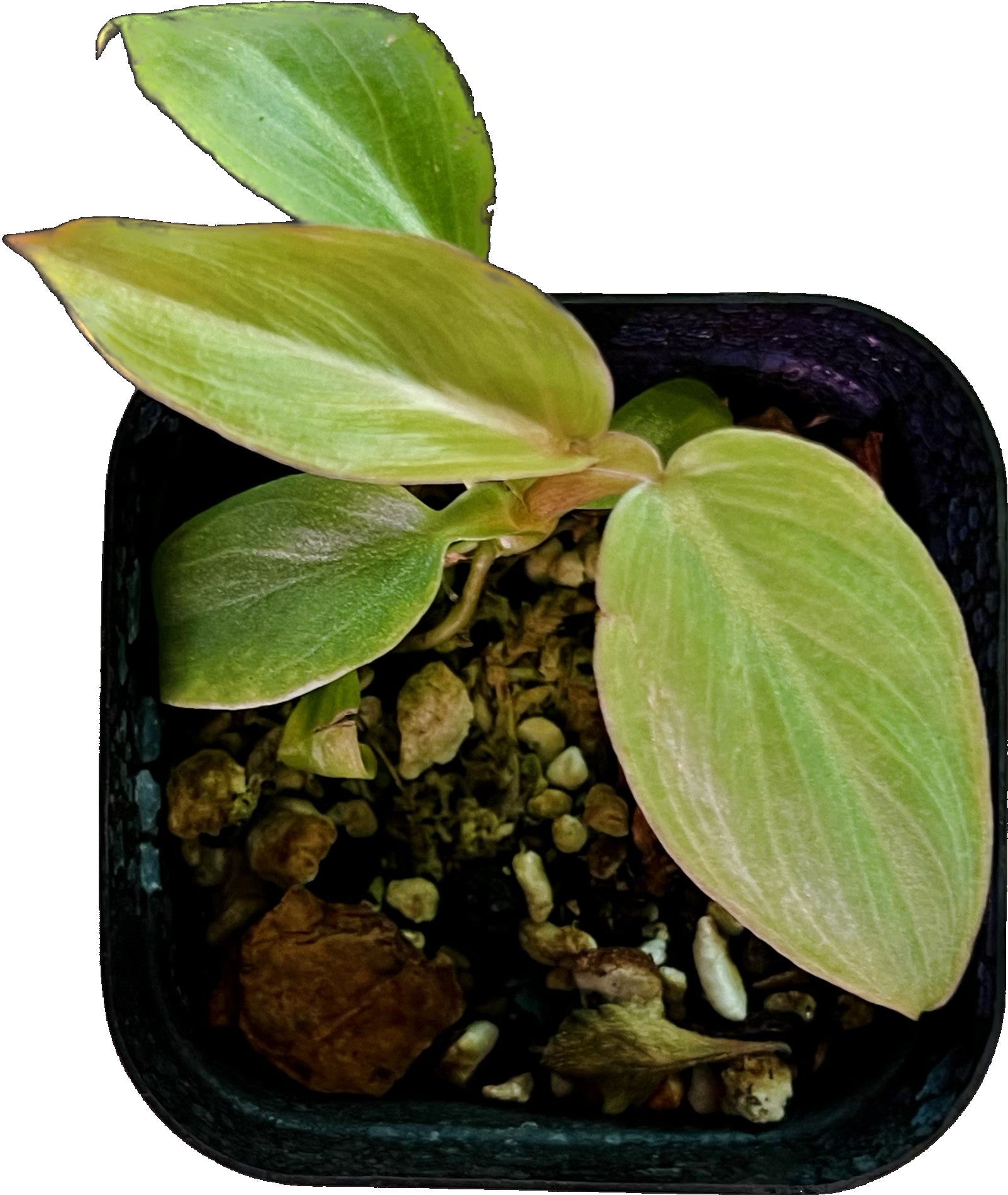 Philodendron Maximum in 2" pot