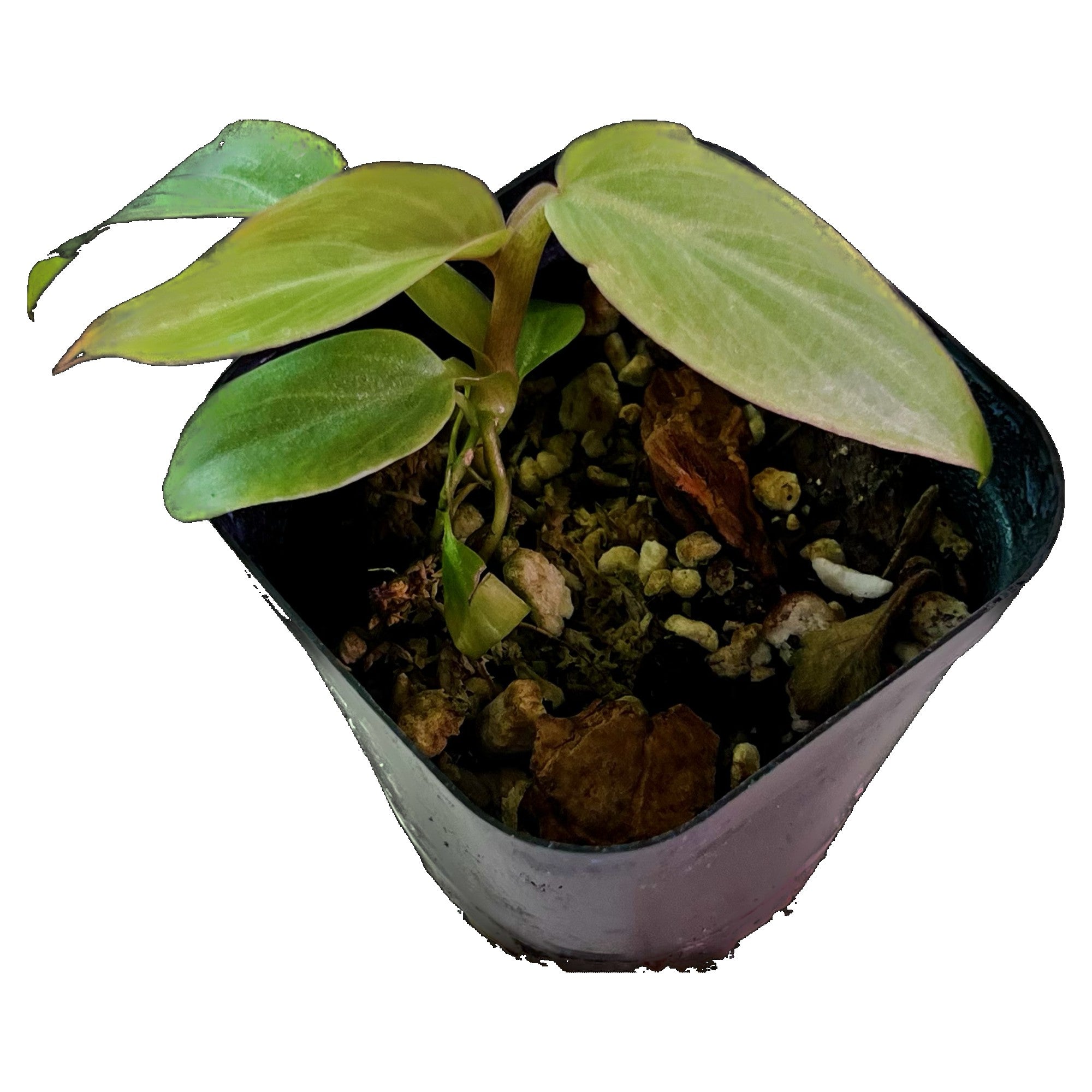 Philodendron Maximum in 2" pot