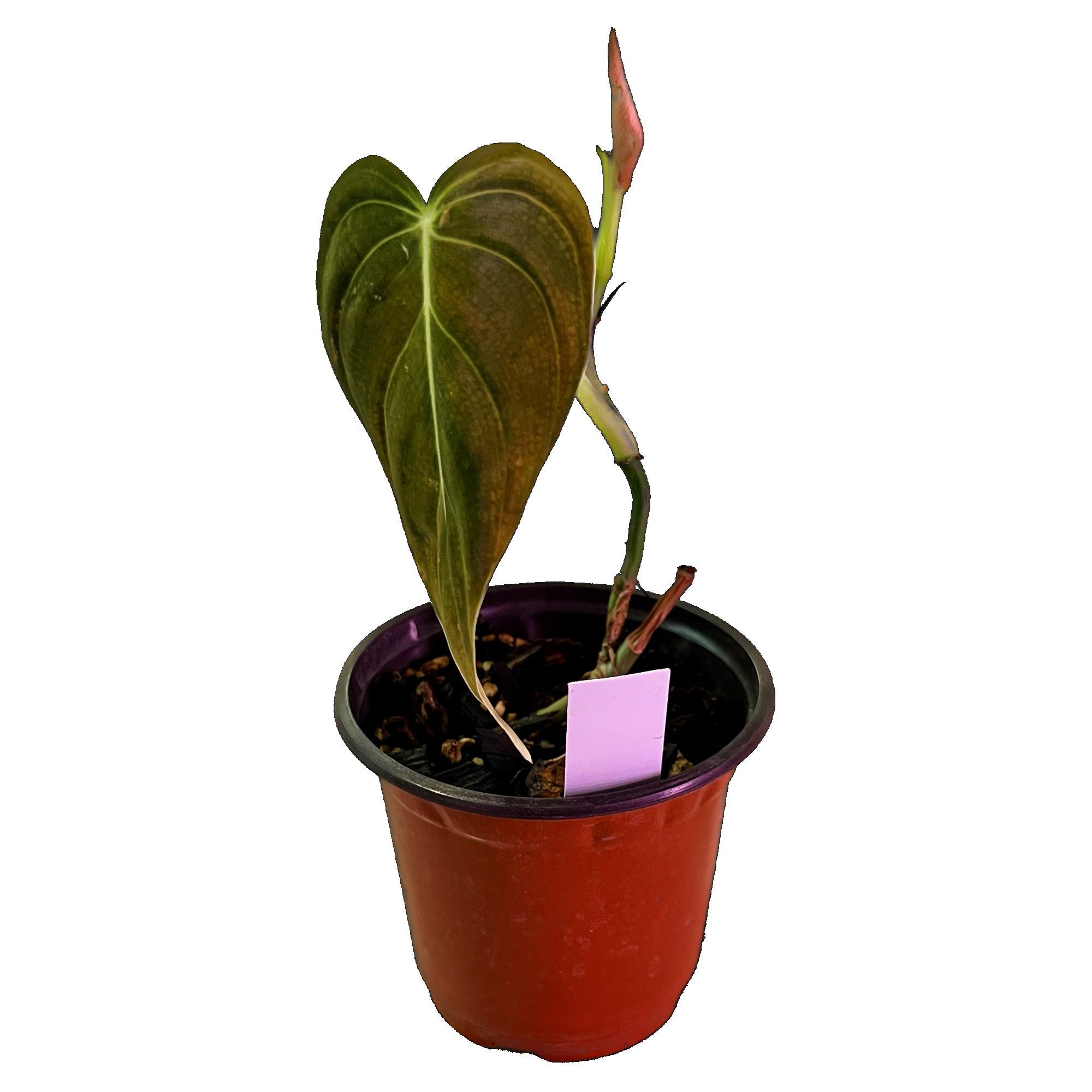 Philodendron Melanochrysum in 4" pot