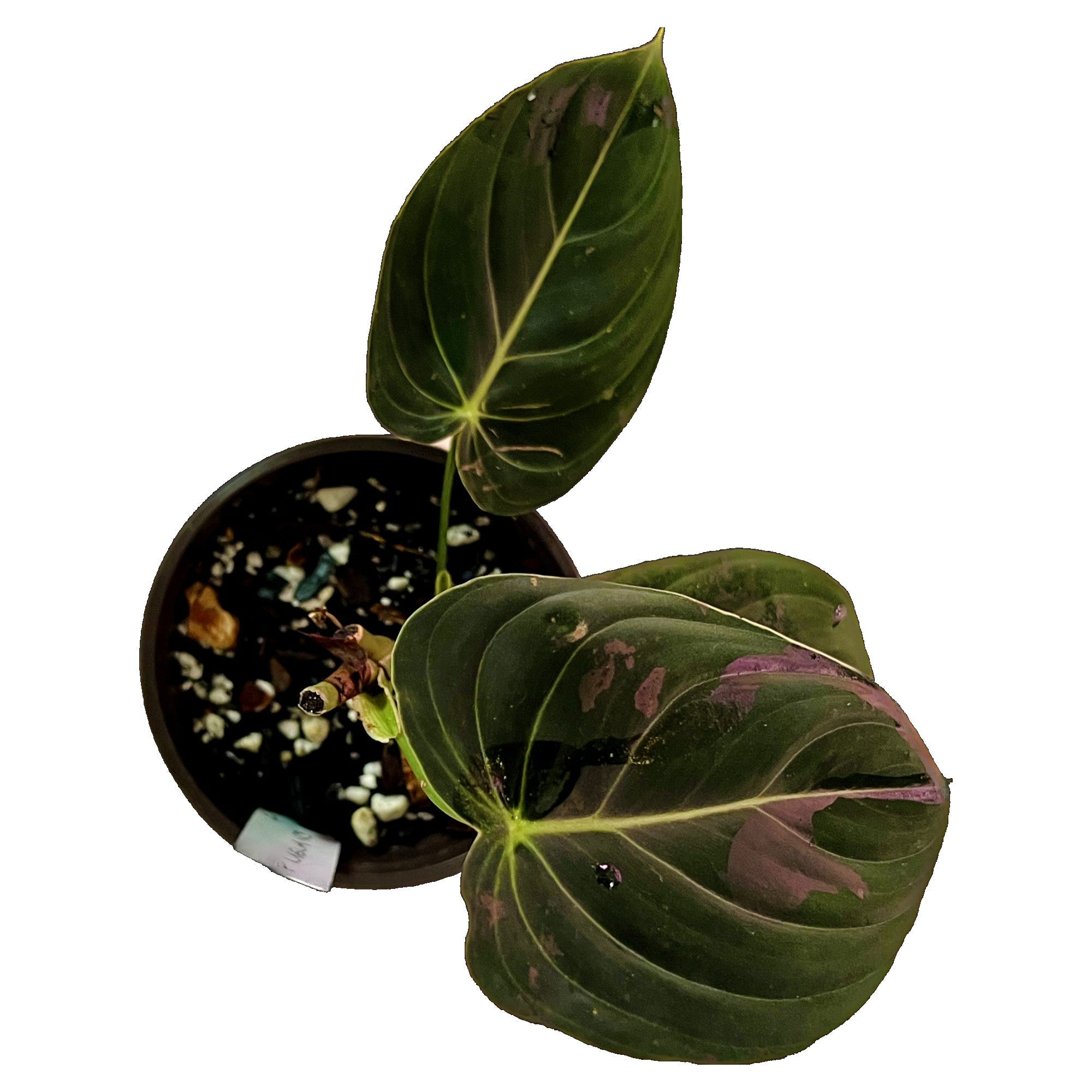 Philodendron Melanochrysum in 4" pot