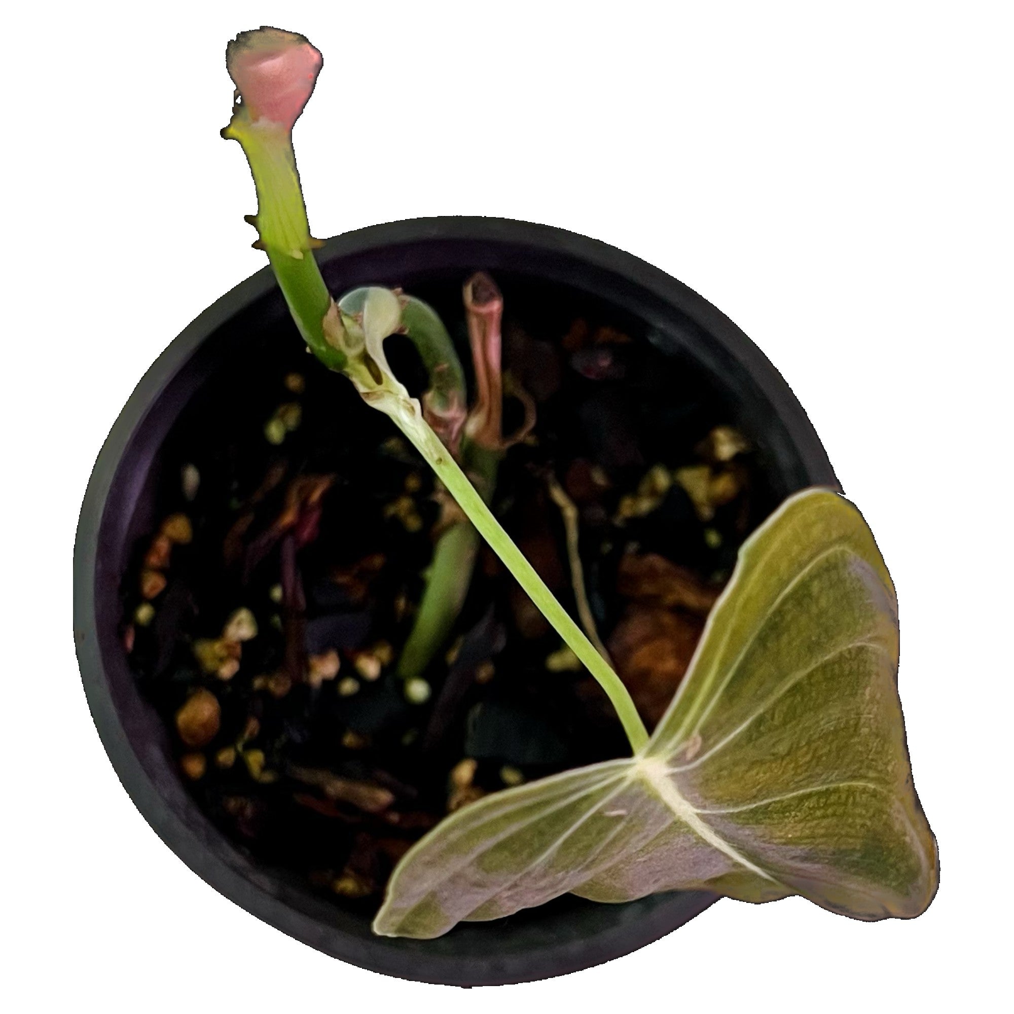 Philodendron Melanochrysum in 4" pot
