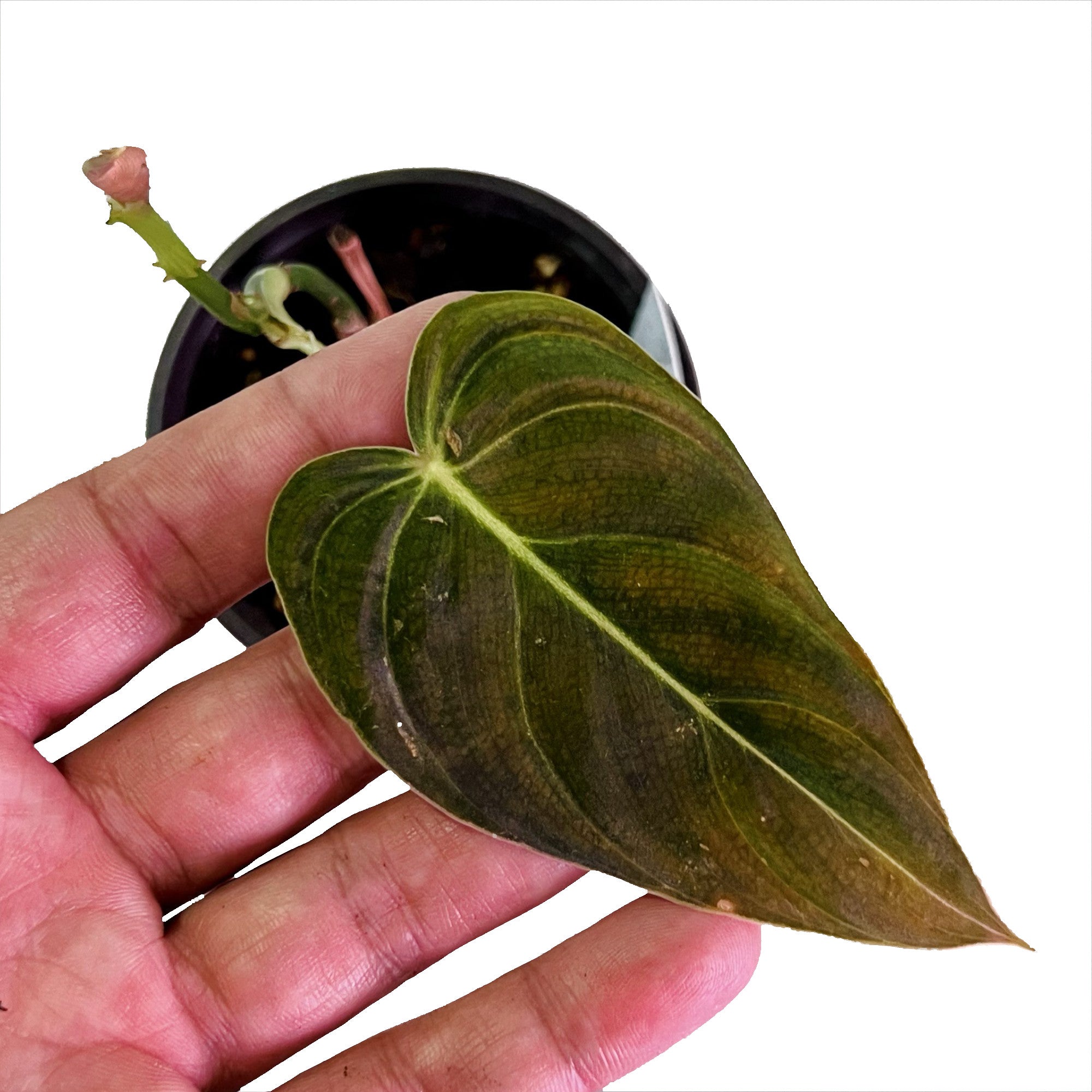 Philodendron Melanochrysum in 4" pot