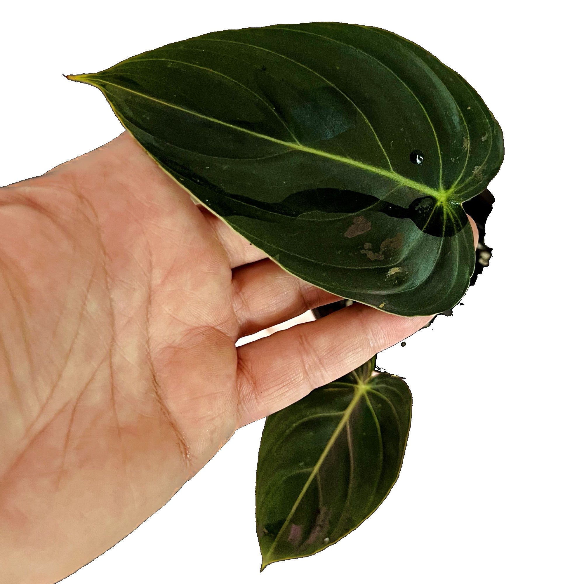 Philodendron Melanochrysum in 4" pot