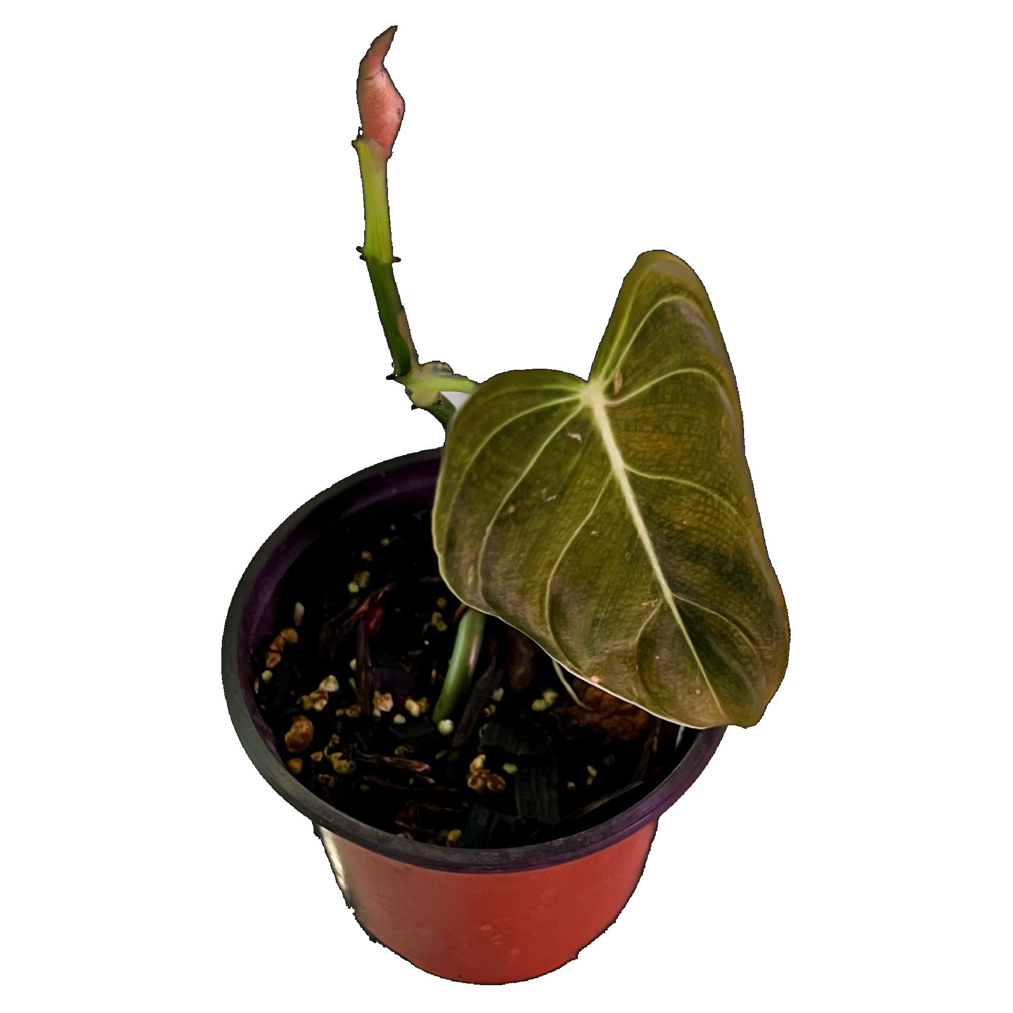 Philodendron Melanochrysum in 4" pot