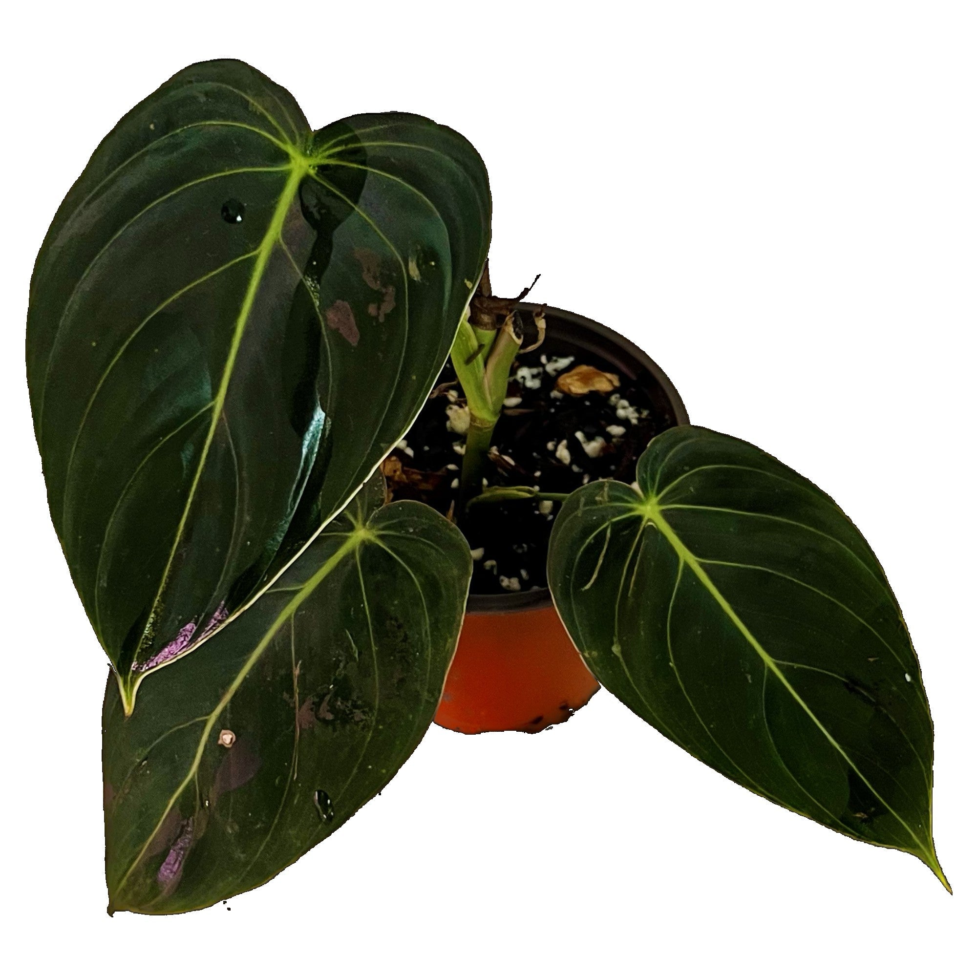 Philodendron Melanochrysum in 4" pot