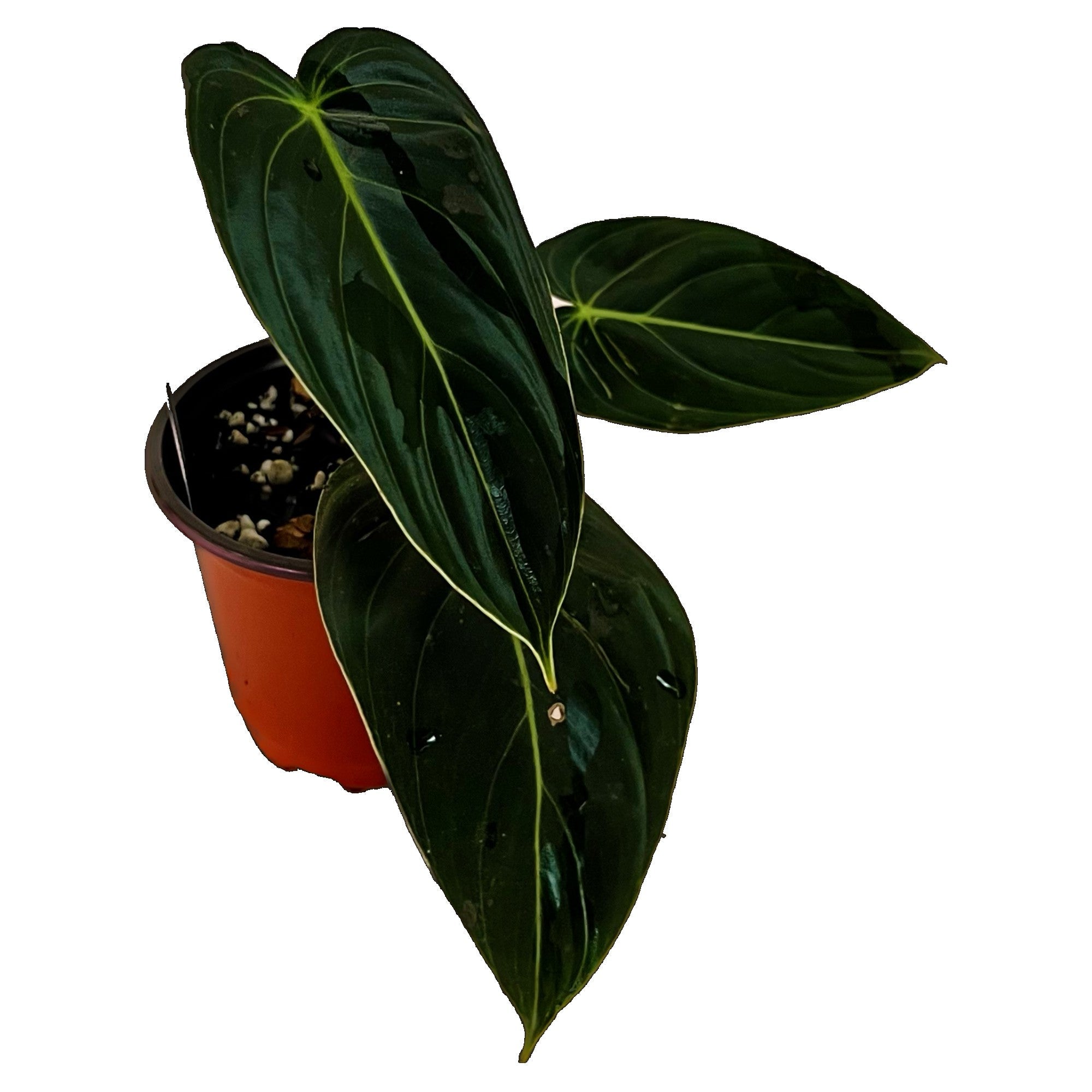Philodendron Melanochrysum in 4" pot