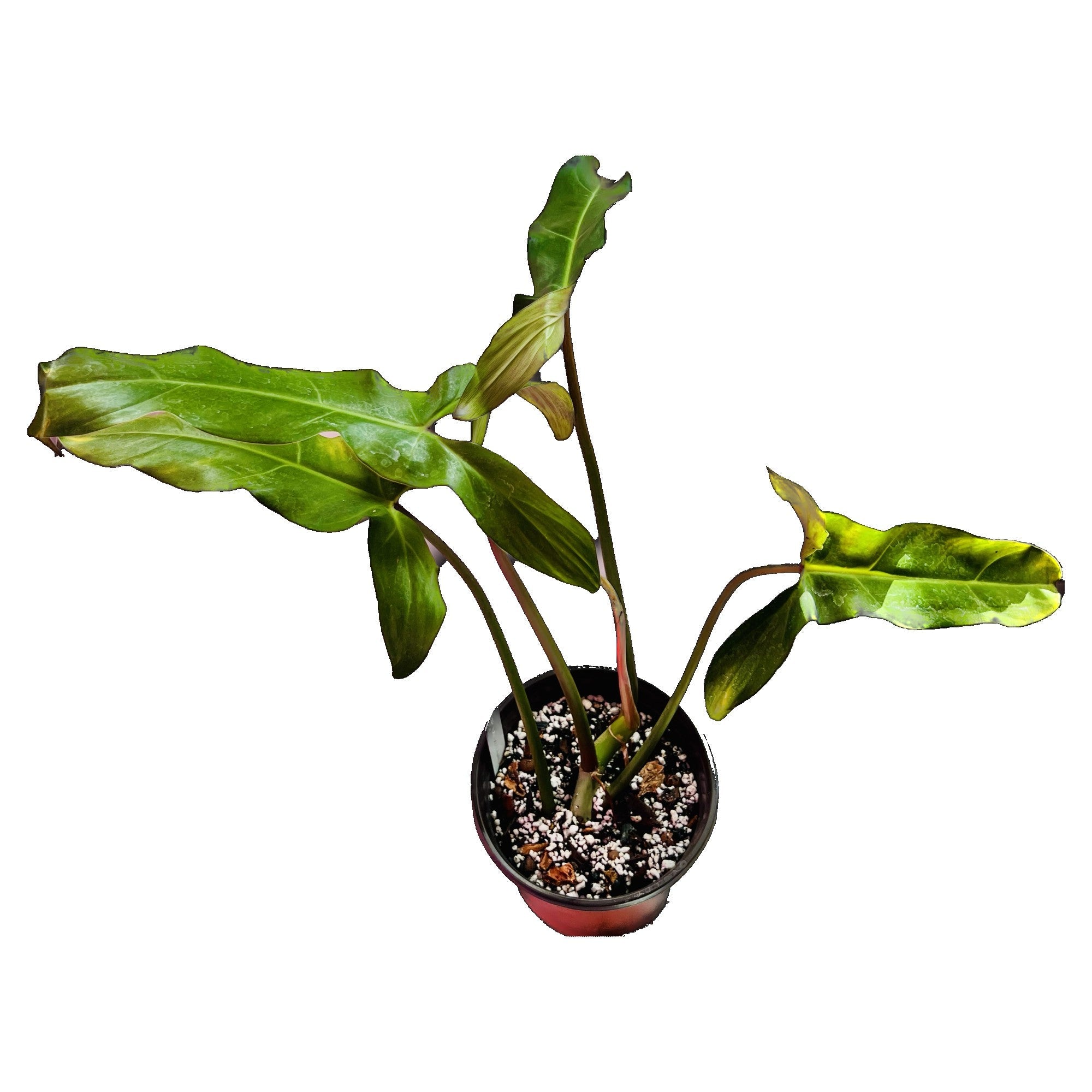 Philodendron Mexicanum in 6" pot