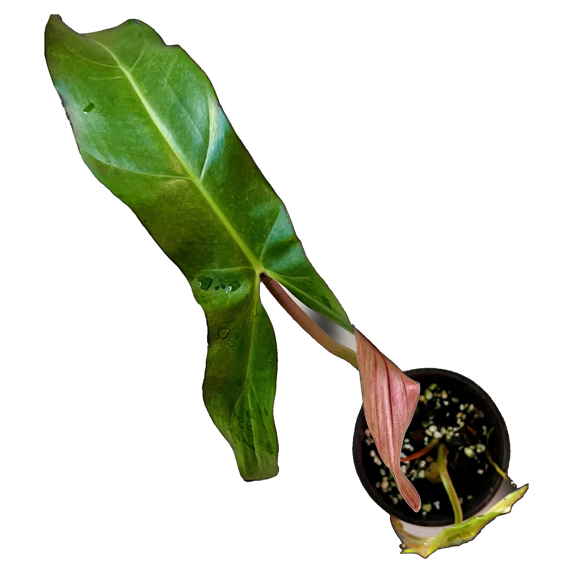 Philodendron Mexicanum in 4" pot