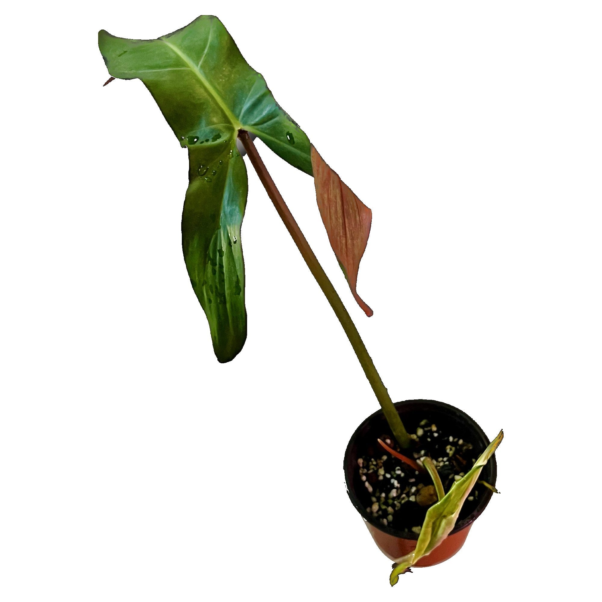 Philodendron Mexicanum in 4" pot