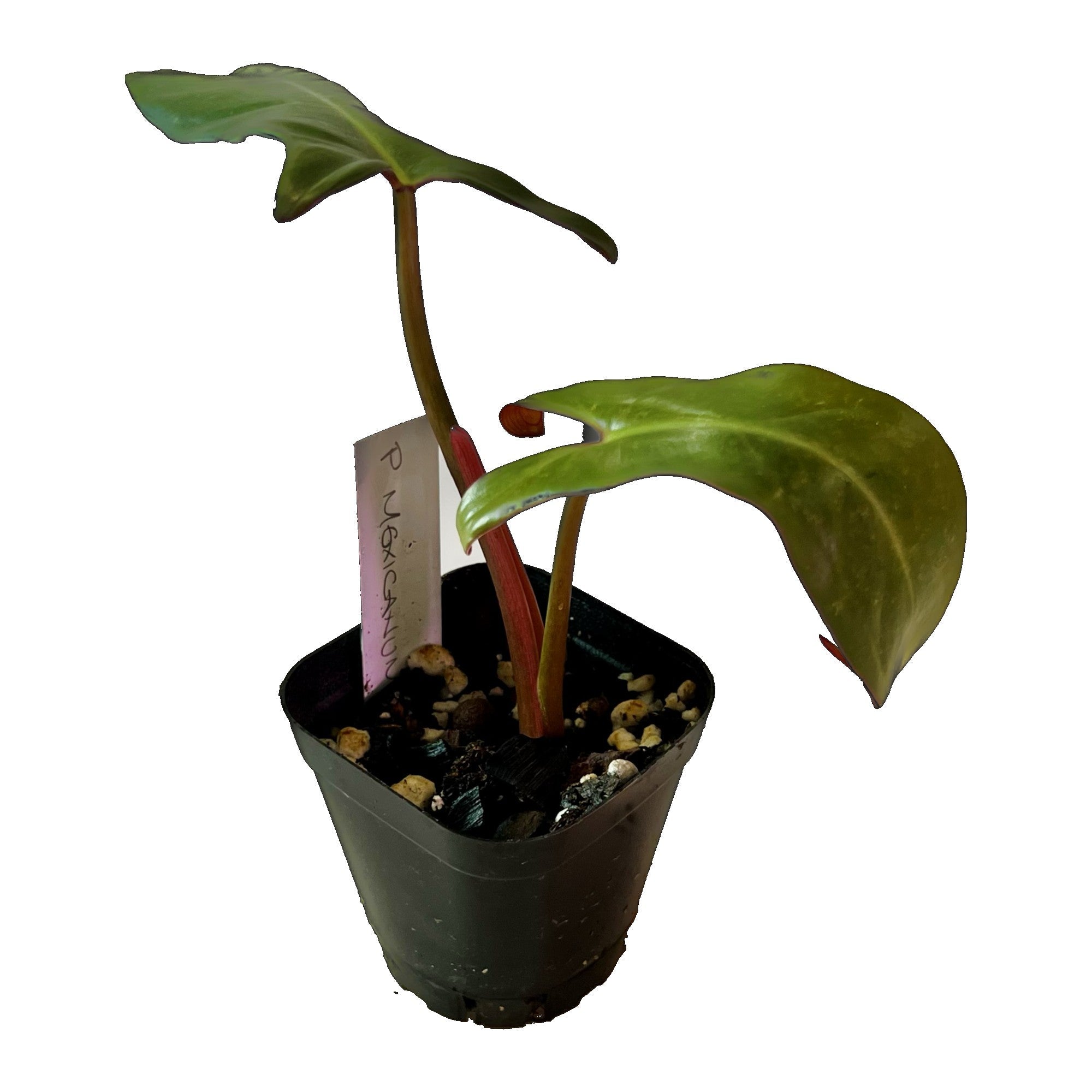 Philodendron Mexicanum in 2" pot