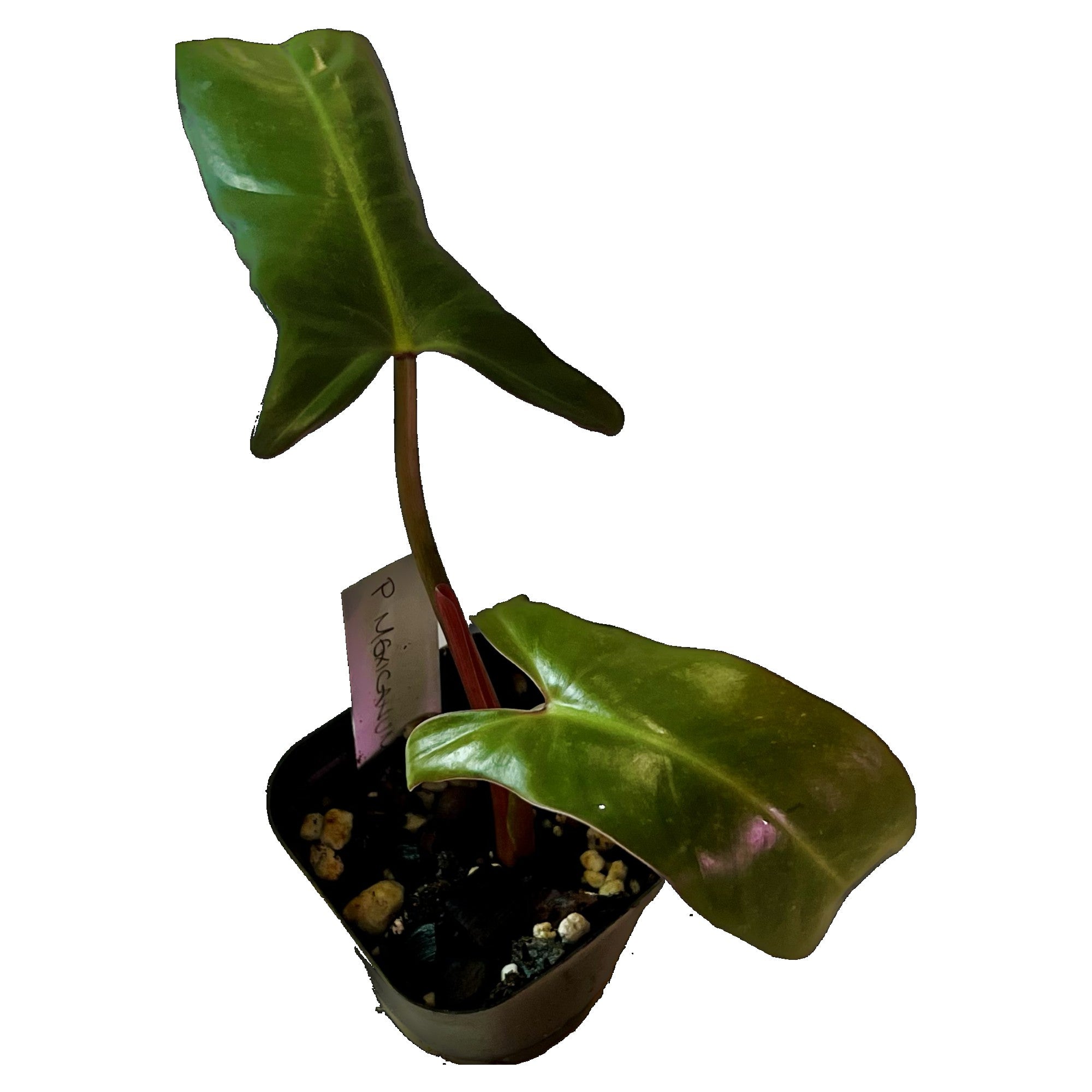 Philodendron Mexicanum in 2" pot