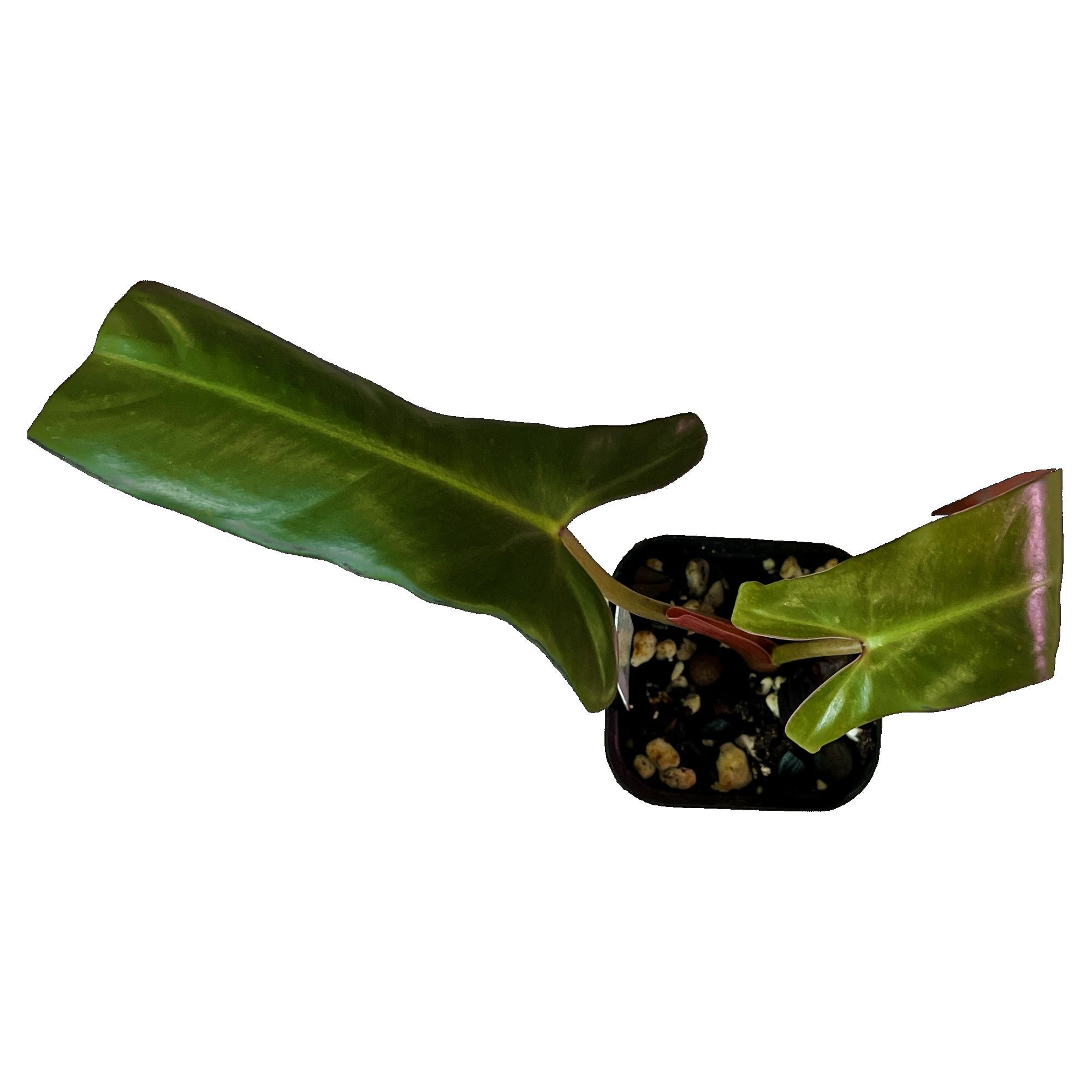 Philodendron Mexicanum in 2" pot
